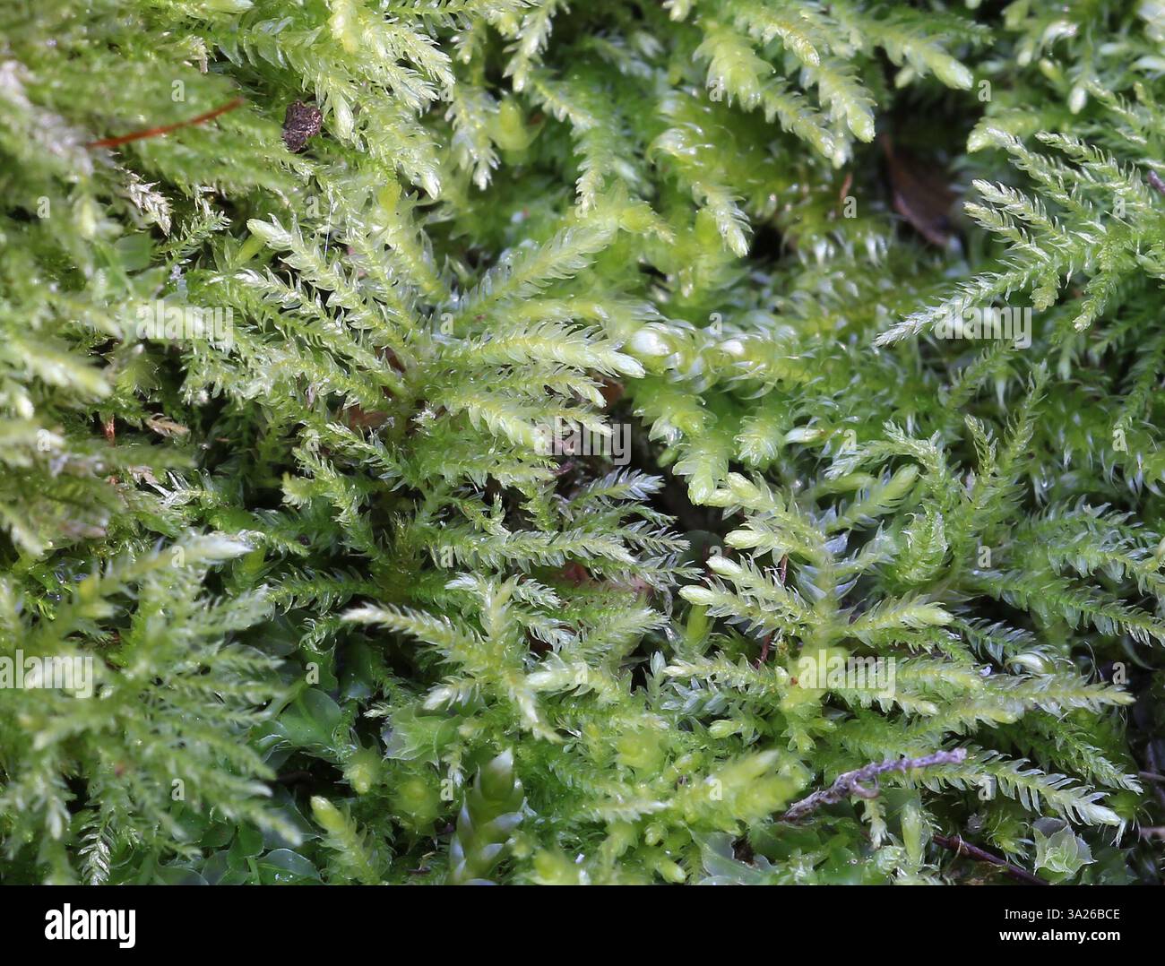 Eurhynchiastrum pulchellum am Fuße eines nährstoffreichen Felsens in Raasepori im Südwesten Finnlands Stockfoto