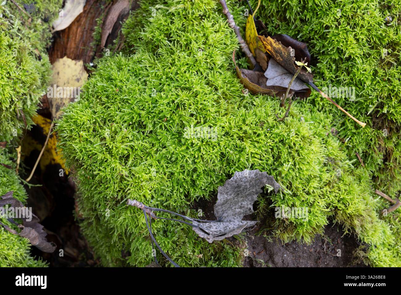 Eurhynchiastrum pulchellum auf einem faulen Wald in einem Hain in Raasepori, Südwesten Finnlands Stockfoto