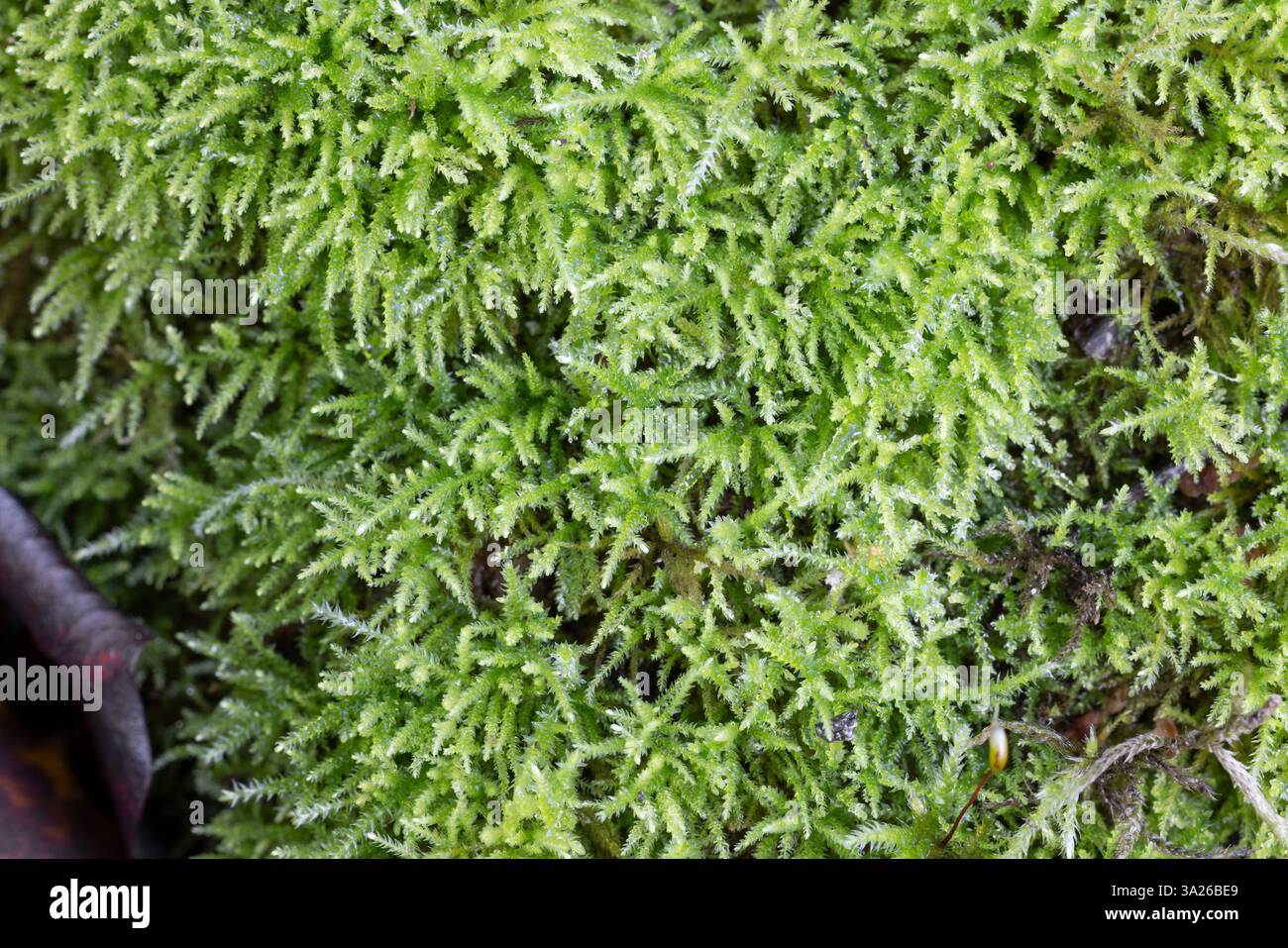 Eurhynchiastrum pulchellum auf einem faulen Wald in einem Hain in Raasepori, Südwesten Finnlands Stockfoto