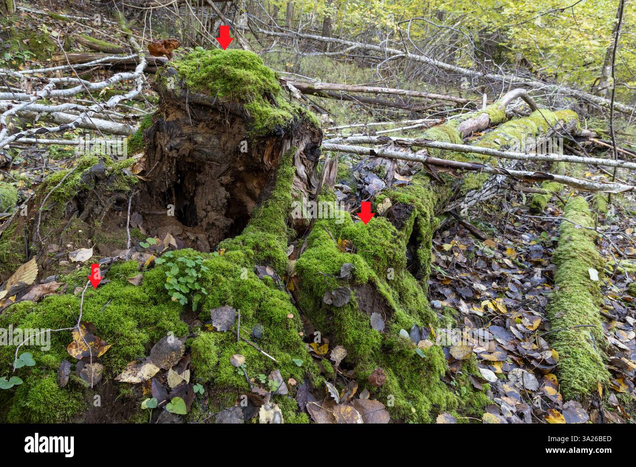 Eurhynchiastrum pulchellum in seiner Umgebung auf einem faulen Wald in einem Hain in Raasepori, Südwestfinnland Stockfoto
