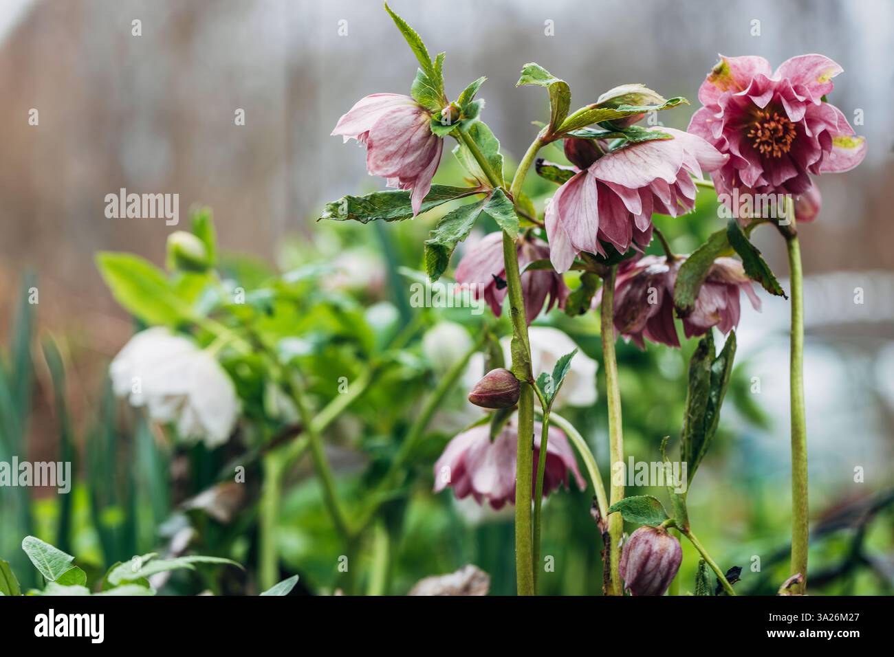 Helleborus orientalis Double Ellen Red Stockfoto