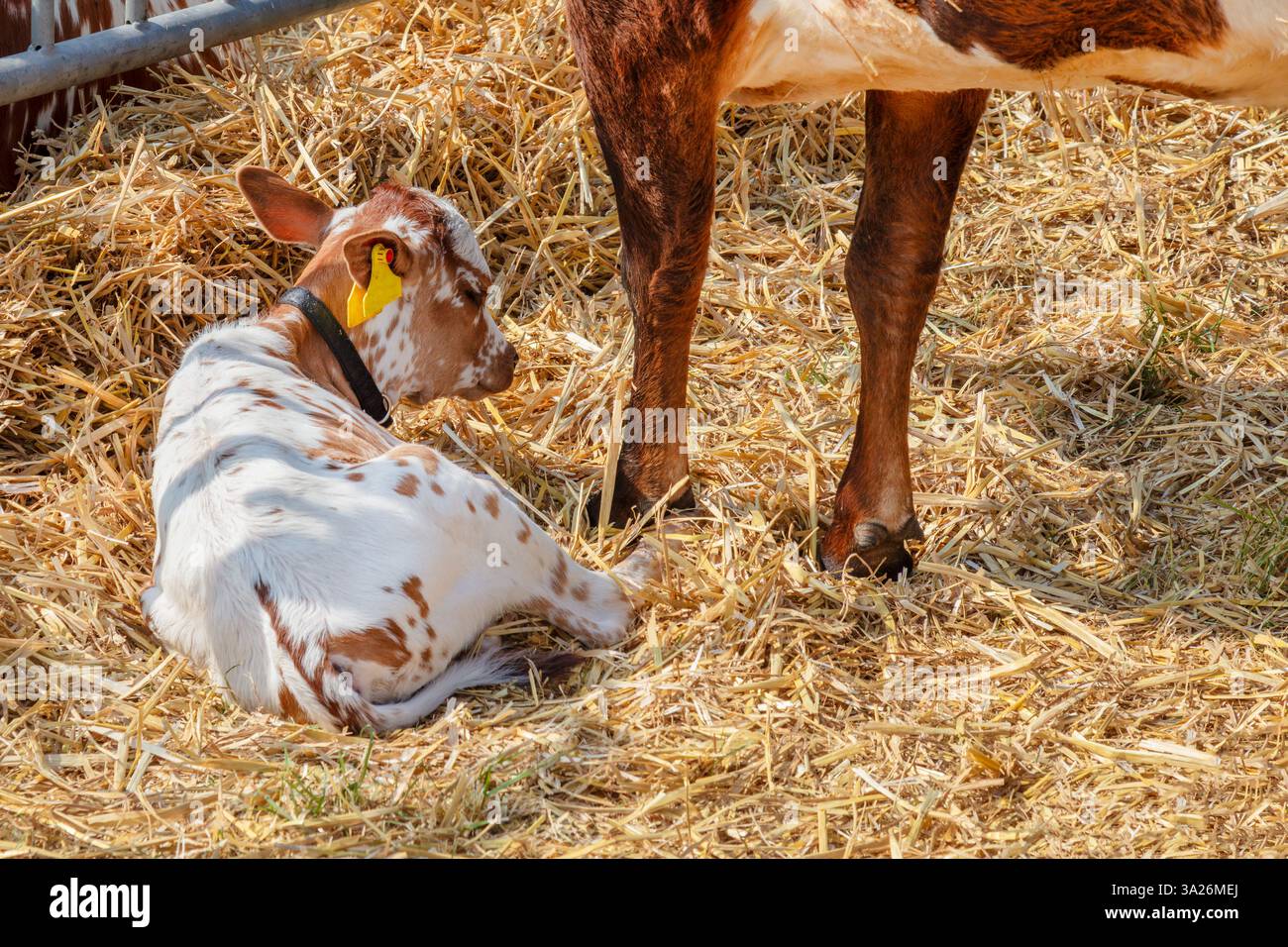 Neugeborenes niederländisches Braun mit weißem Kalb auf Heu in einem Bauernhaus Stockfoto