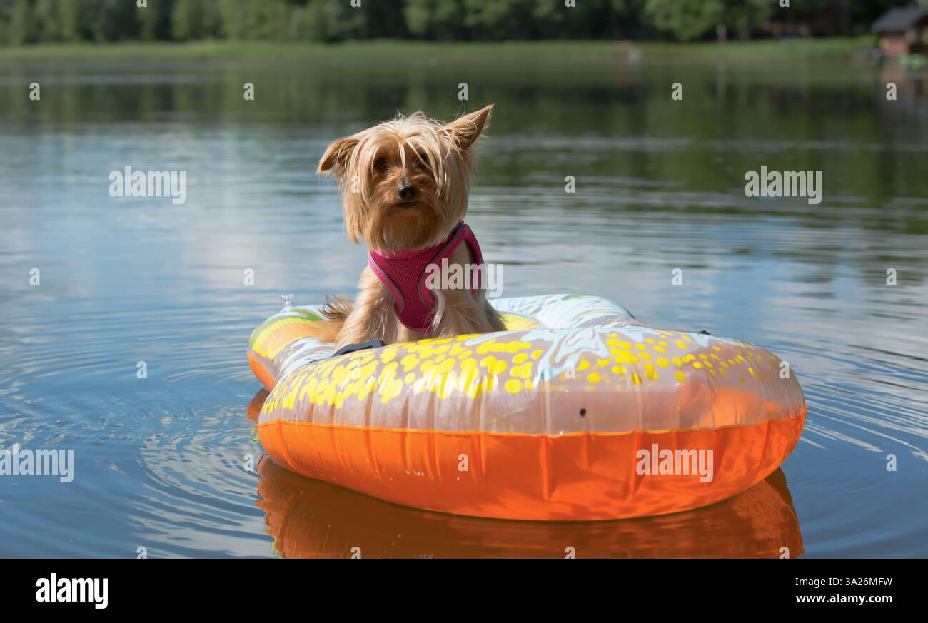 Ein Yorkshire Terrier mit rosafarbenem Gurtzeug sitzt in einem Schlauchboot auf einem ruhigen See. Stockfoto