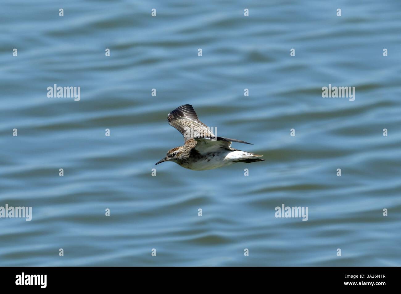 Sanderling im Flug über einen geschützten Salzwassersee in Werribee, einem der besten Orte für Wasservögel in der Nähe von Geelong, Victoria, Australien Stockfoto