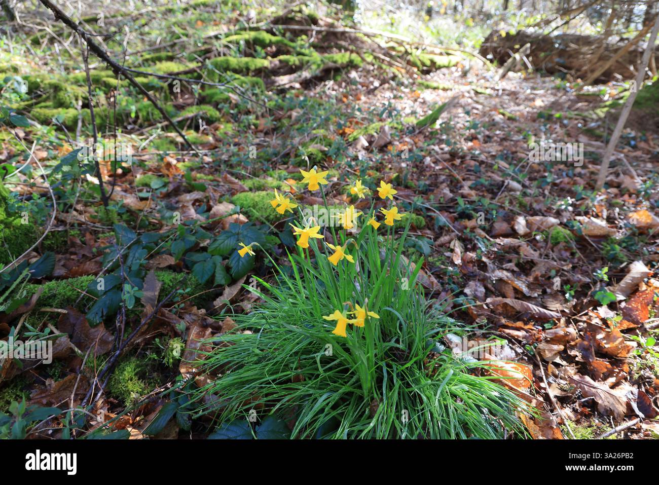 Narzissen gehören zu den ersten Pflanzen, die vor dem Frühling im Wald blühen. Stockfoto