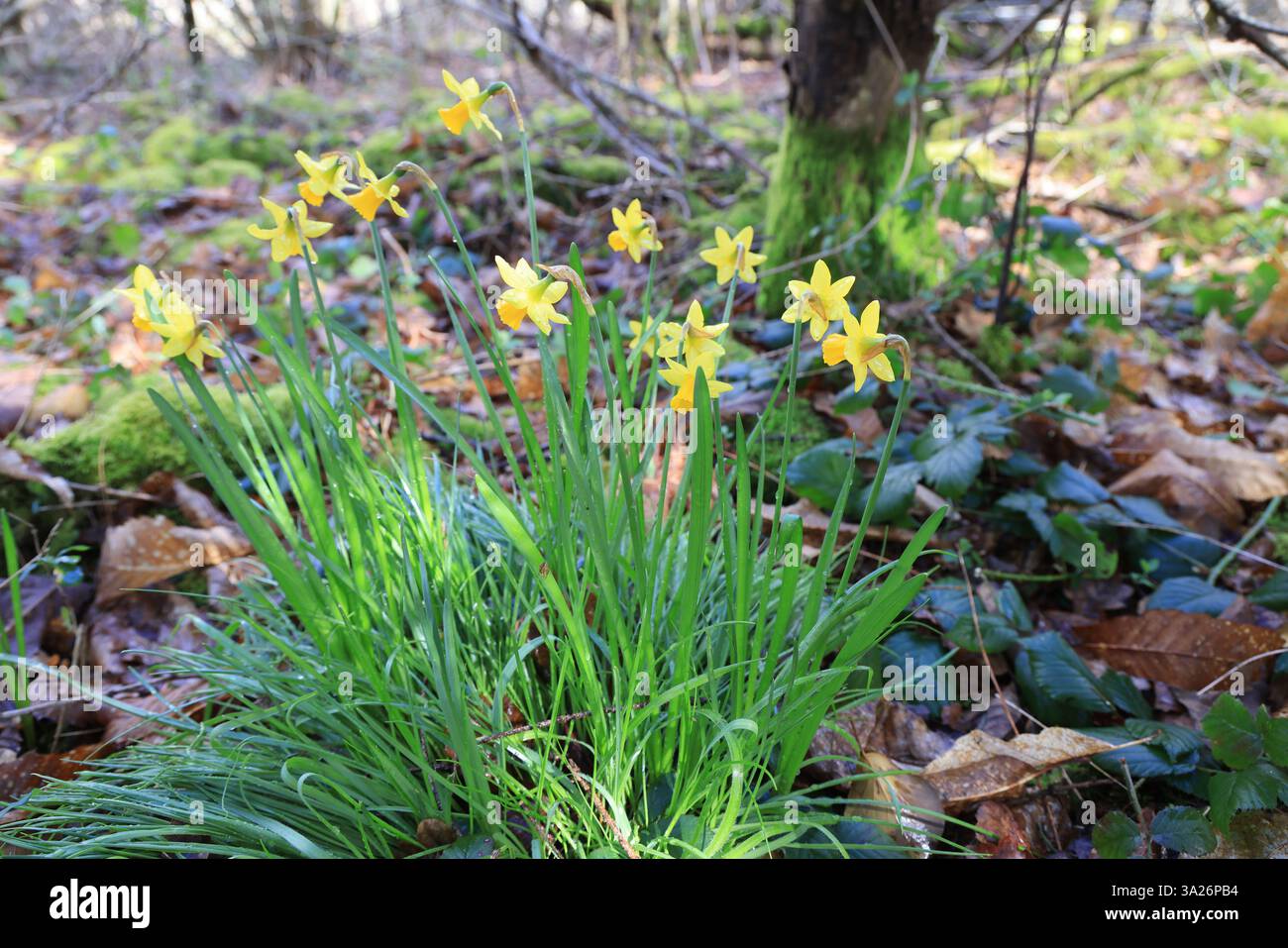 Narzissen gehören zu den ersten Pflanzen, die vor dem Frühling im Wald blühen. Stockfoto