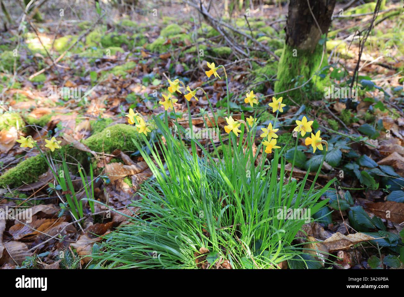 Narzissen gehören zu den ersten Pflanzen, die vor dem Frühling im Wald blühen. Stockfoto