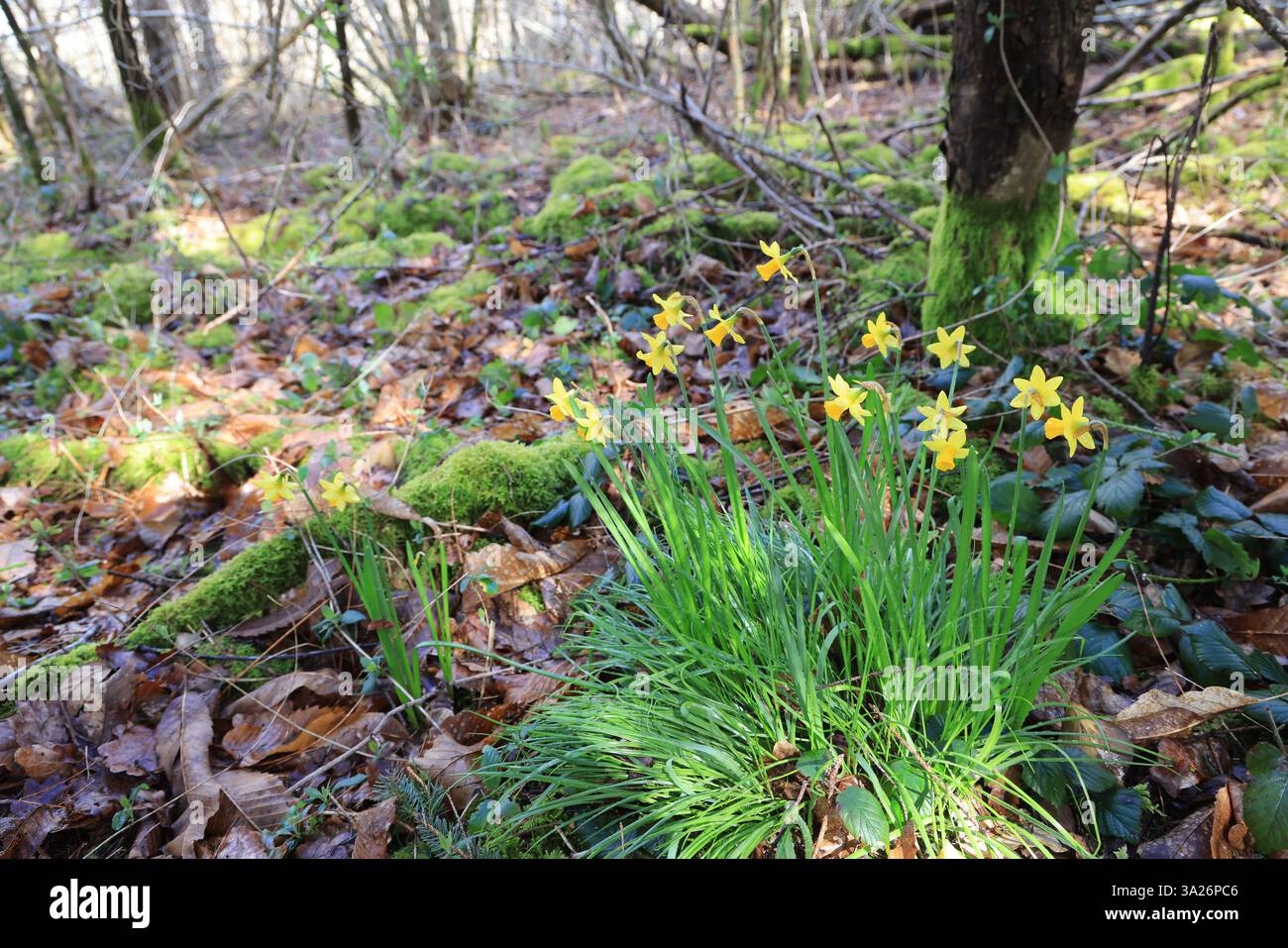 Narzissen gehören zu den ersten Pflanzen, die vor dem Frühling im Wald blühen. Stockfoto