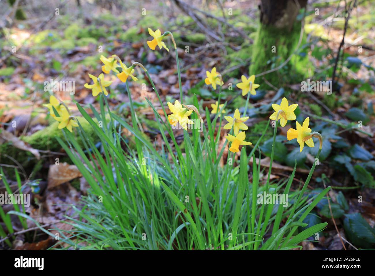 Narzissen gehören zu den ersten Pflanzen, die vor dem Frühling im Wald blühen. Stockfoto