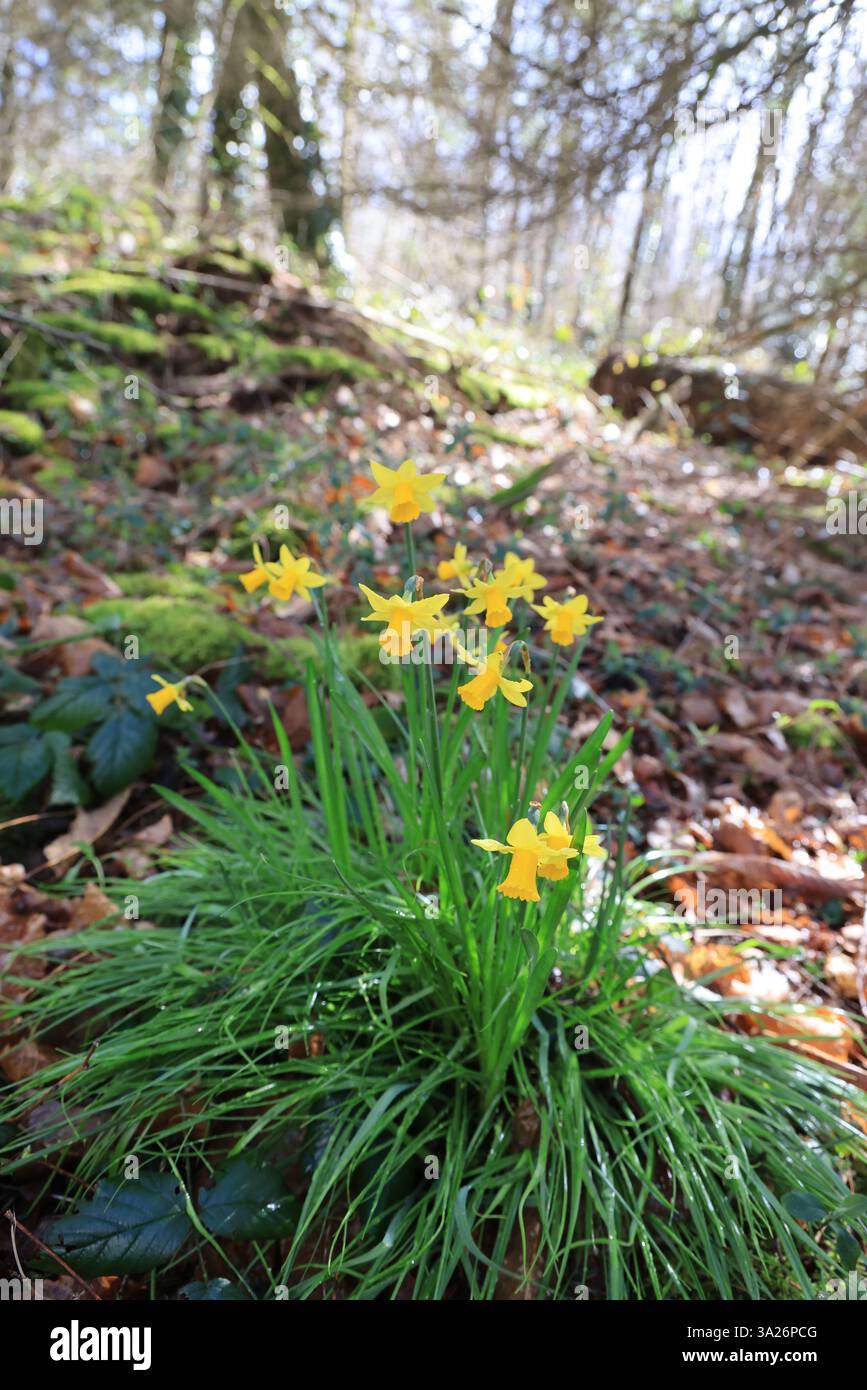Narzissen gehören zu den ersten Pflanzen, die vor dem Frühling im Wald blühen. Stockfoto