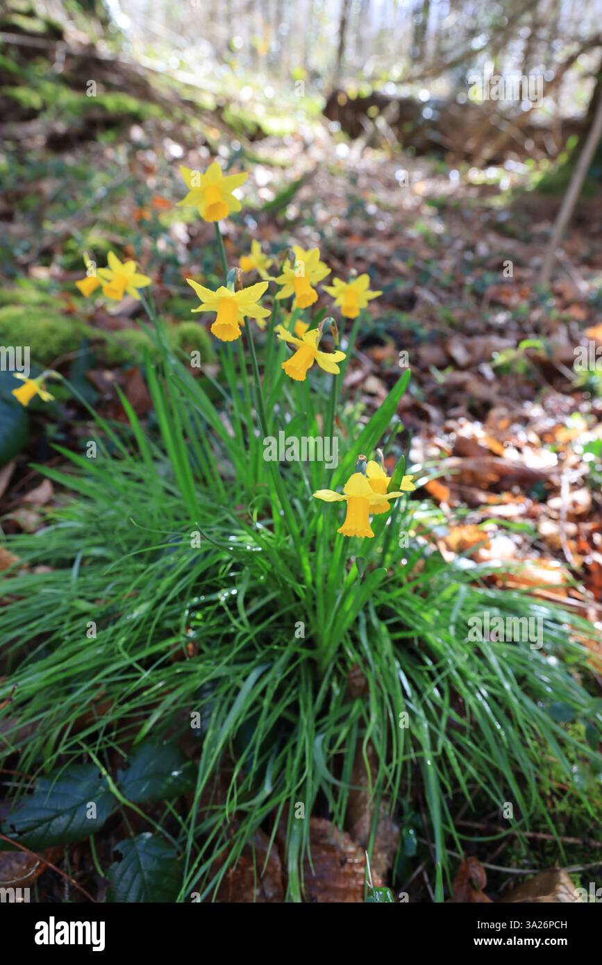 Narzissen gehören zu den ersten Pflanzen, die vor dem Frühling im Wald blühen. Stockfoto