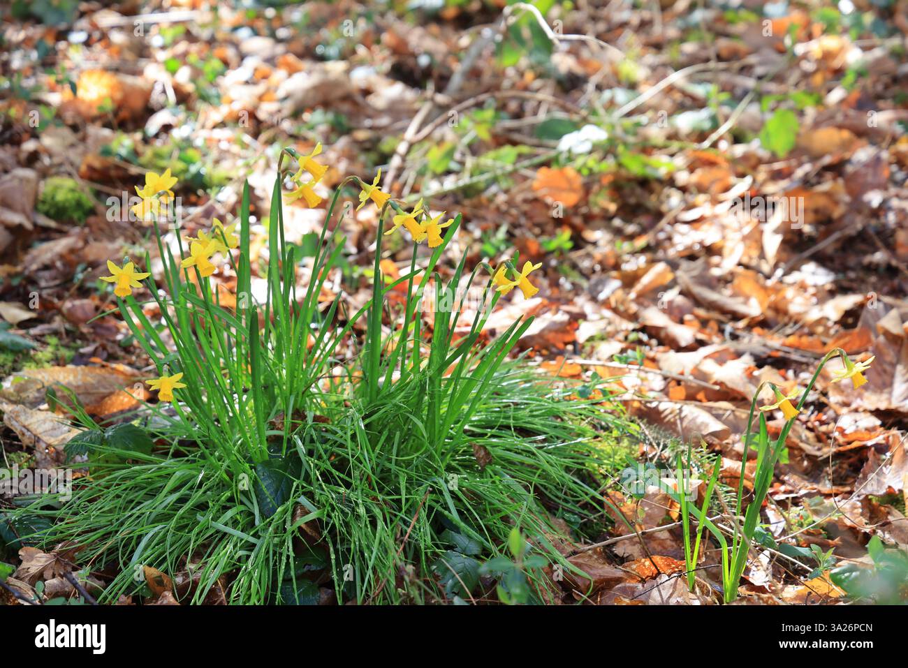 Narzissen gehören zu den ersten Pflanzen, die vor dem Frühling im Wald blühen. Stockfoto