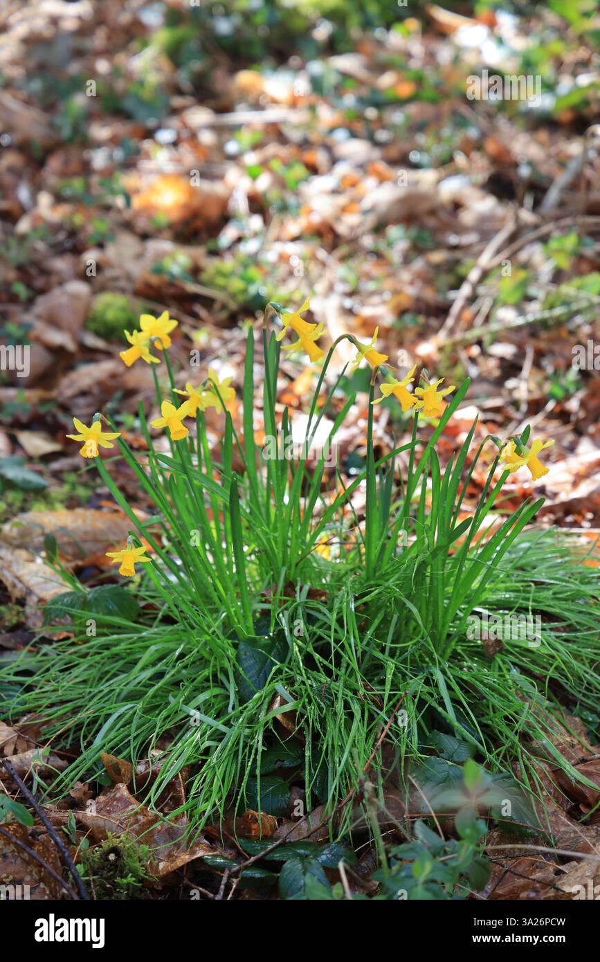 Narzissen gehören zu den ersten Pflanzen, die vor dem Frühling im Wald blühen. Stockfoto