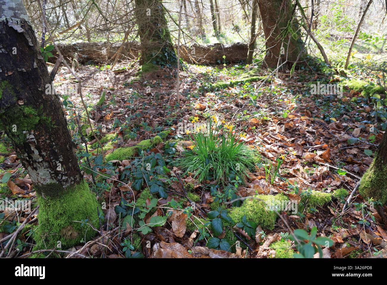 Narzissen gehören zu den ersten Pflanzen, die vor dem Frühling im Wald blühen. Stockfoto