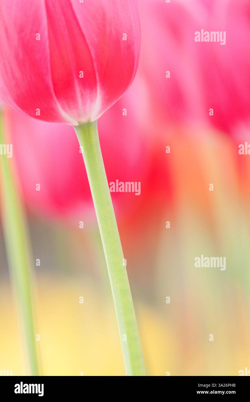 Lebendige Nahaufnahme niederländischer Tulpen in Holland mit frischen und schönen Farben - Ein typisches Bild aus den Niederlanden Stockfoto