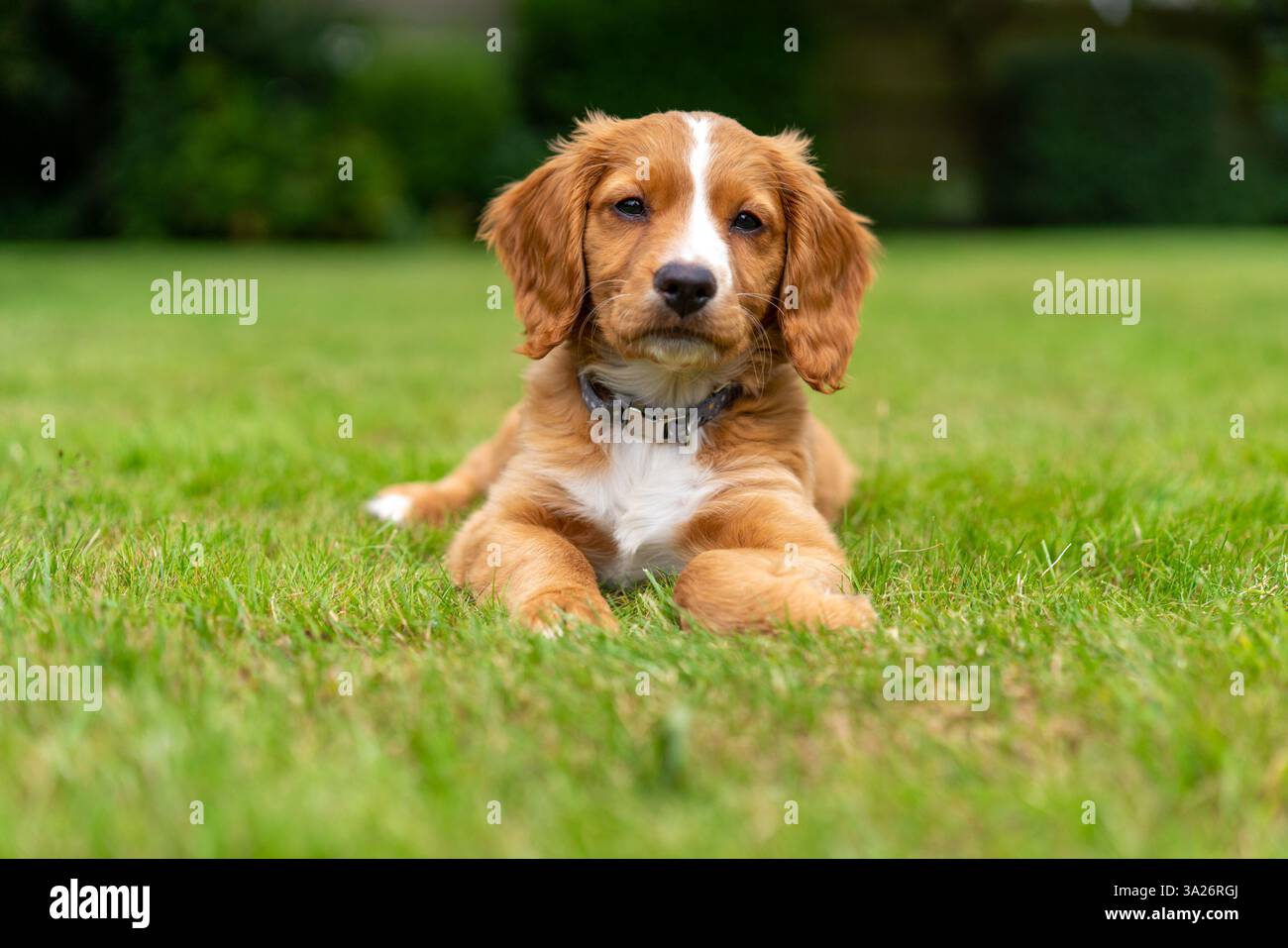 Hendrix, ein Welpe, der Cocker Spaniel in einem sonnigen Garten arbeitet Stockfoto