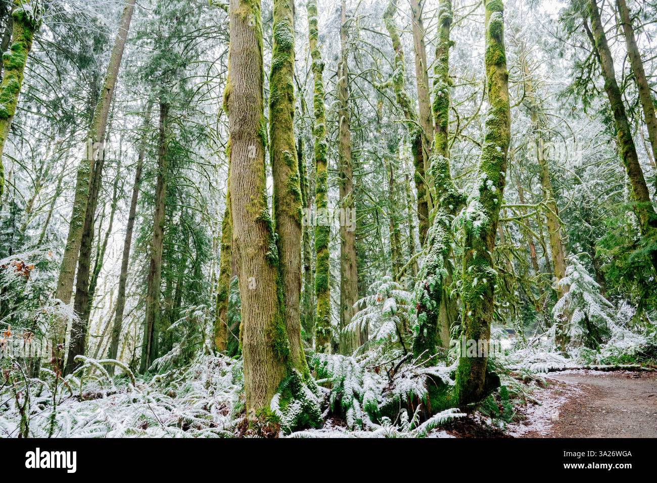 Ein schneebedeckter Wald mit hohen moosbedeckten Bäumen und dichtem Grün in ruhiger Umgebung, WA, USA Stockfoto