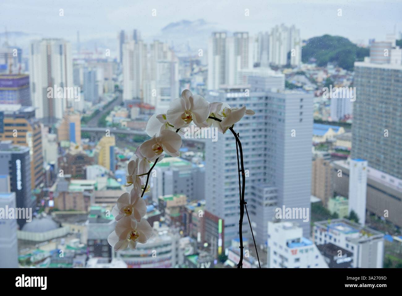Weiße Orchidee in einer Vase mit Blick auf eine weitläufige Stadtlandschaft mit hohen Gebäuden und bewölktem Himmel. Busan, Korea Stockfoto