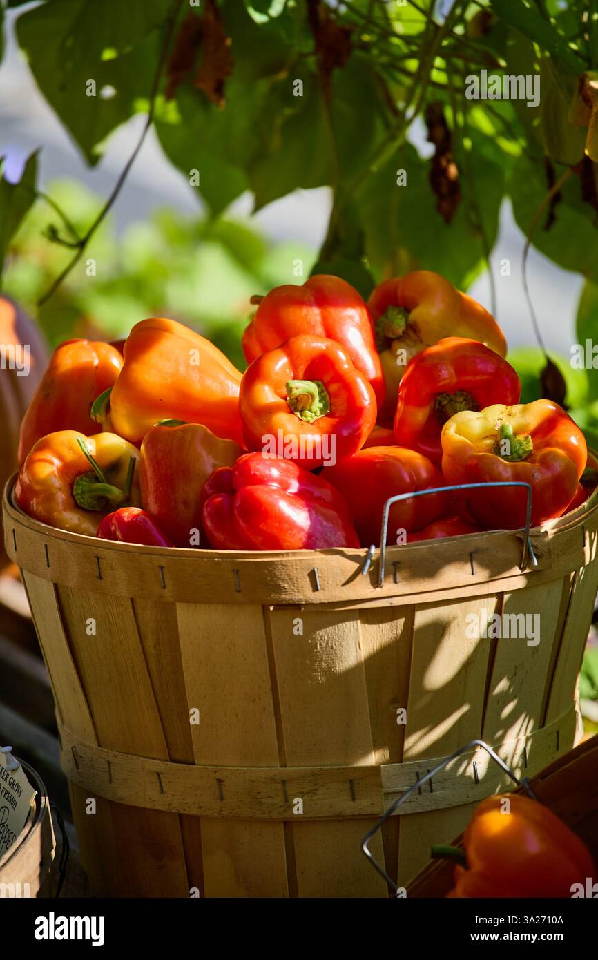 Rote und orangene Paprika in einem Holzkorb Stockfoto