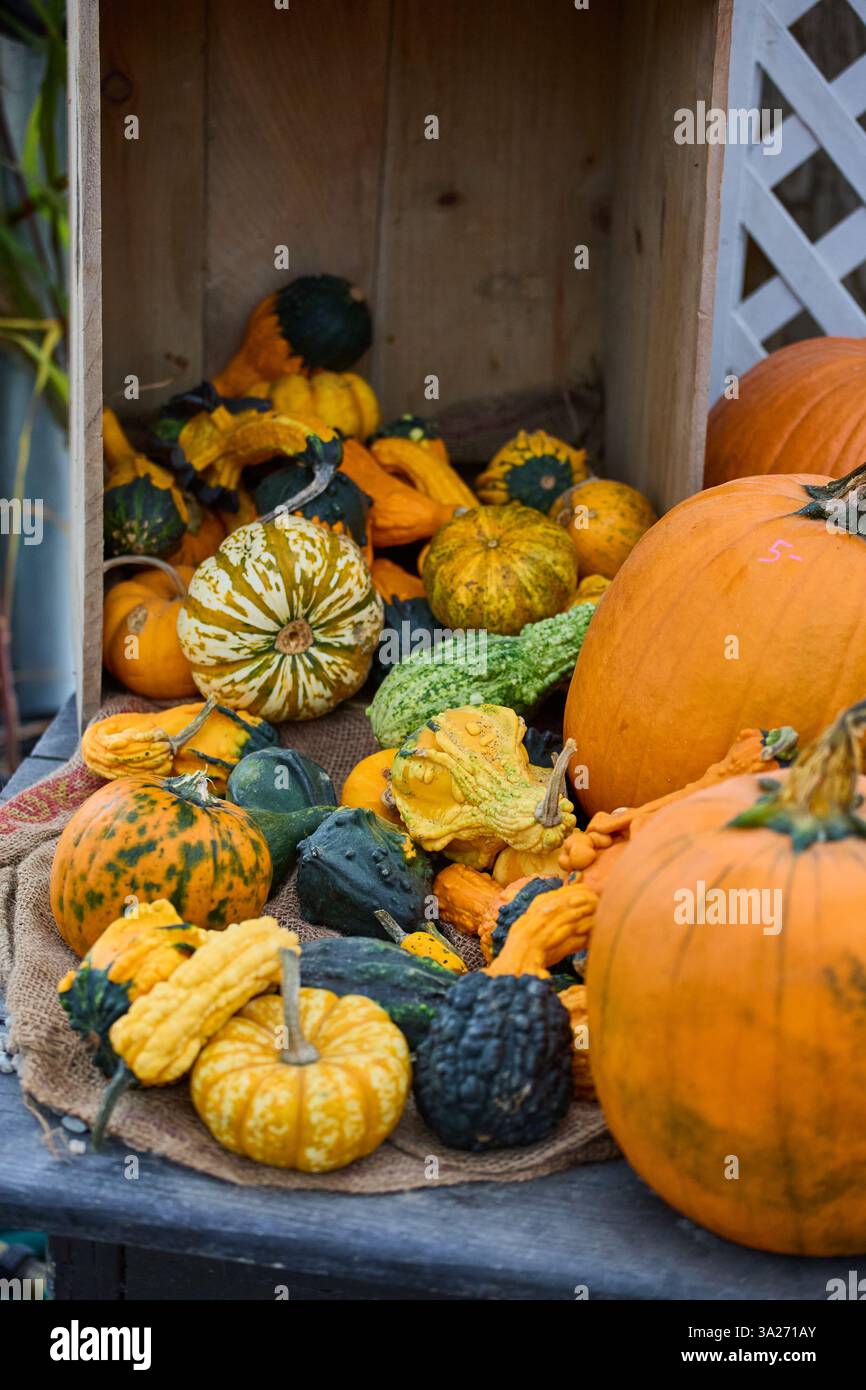 Ein farbenfrohes Herbstkürbis-Display Stockfoto