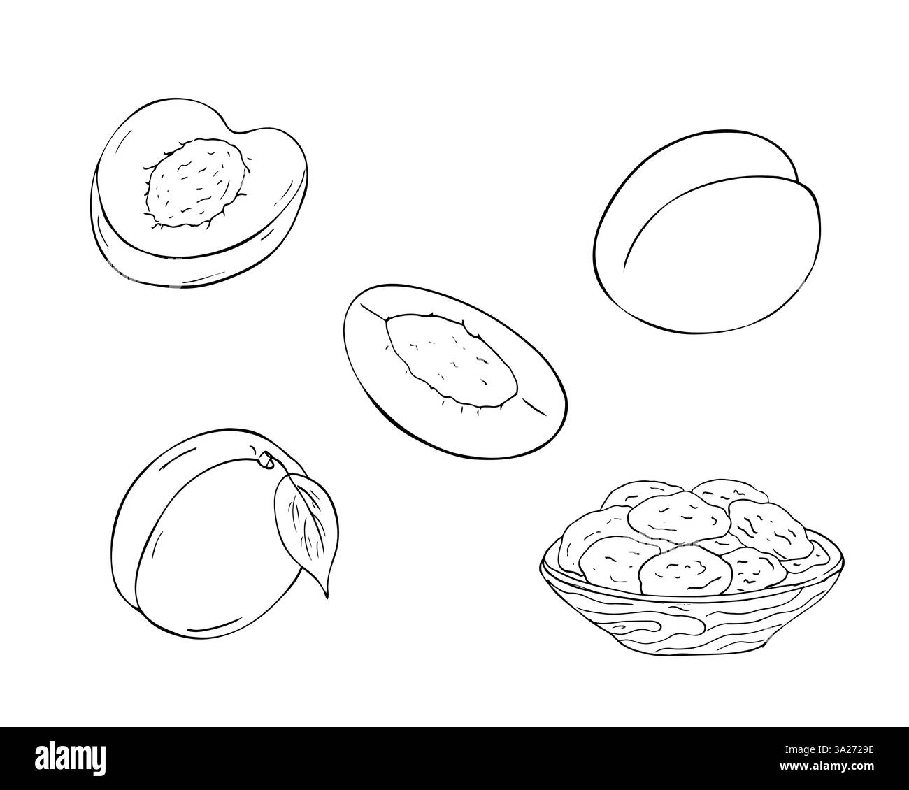 Aprikosenfrucht-Set. Handgezeichnete isolierte Illustration auf weiß. Ganze Aprikosen mit Blättern, geschnittene Früchte und getrocknete Aprikosen in einer Holzschale. Stock Vektor