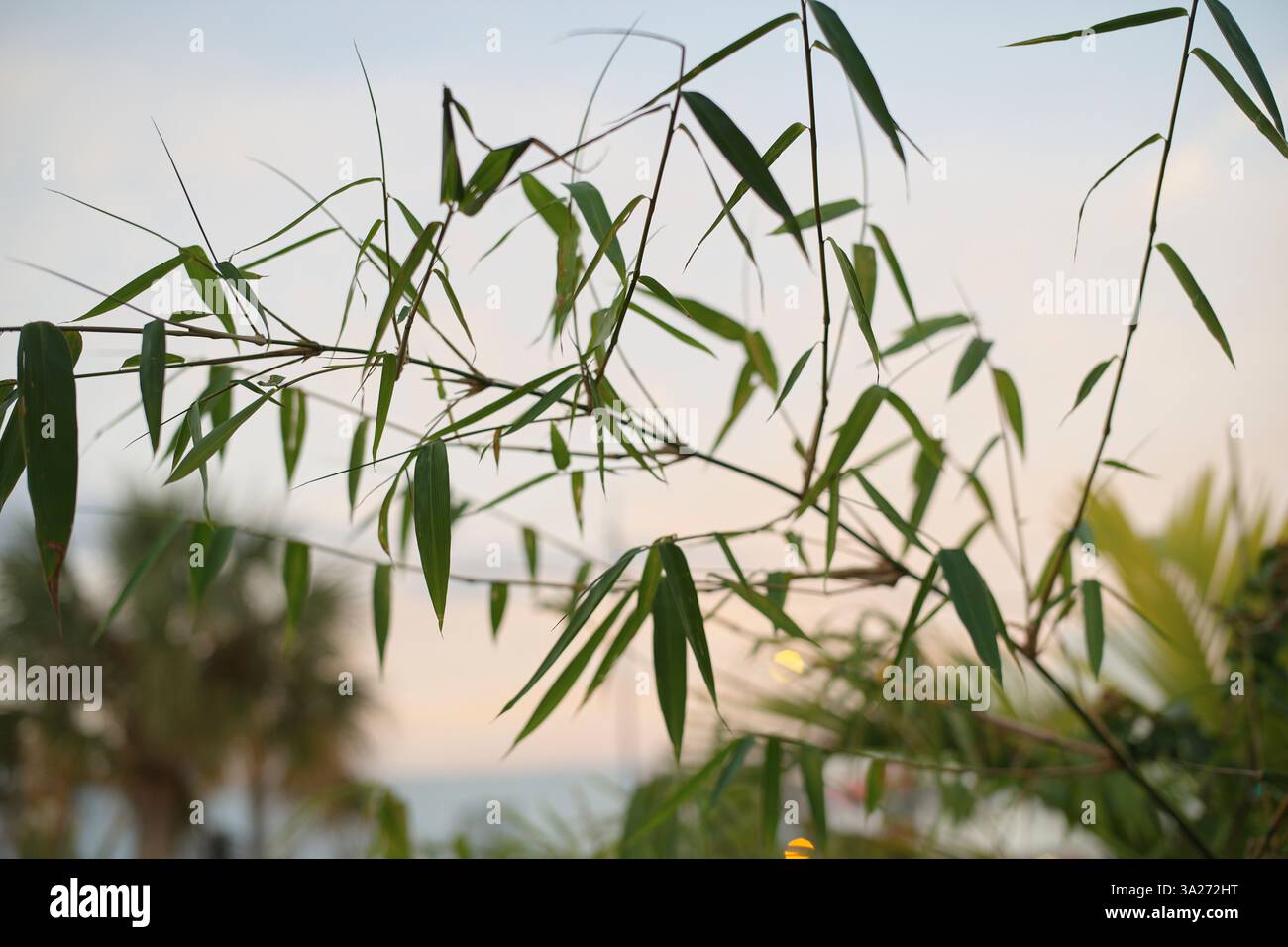 Nahaufnahme von Bambusblättern mit einem verschwommenen tropischen Hintergrund bei Sonnenauf- oder -Untergang. Miami, FL, USA Stockfoto