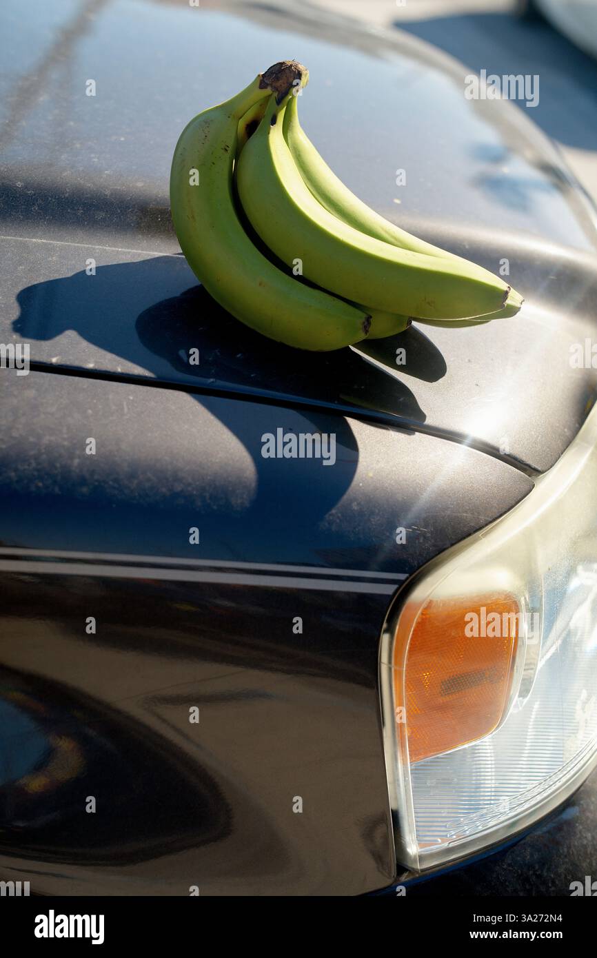Drei grüne Bananen auf die Motorhaube eines Autos im Sonnenlicht. Miami, FL, USA Stockfoto