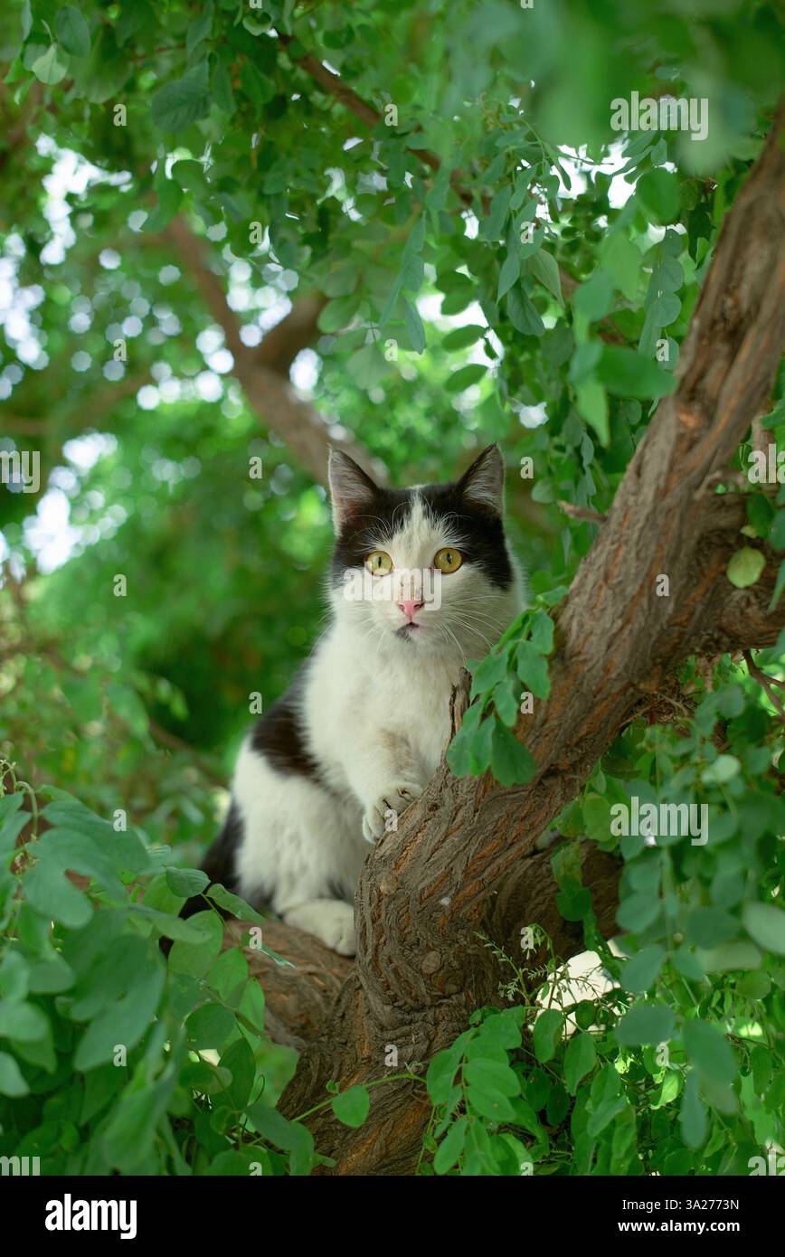 Schwarz-weiße Katze, die auf einem Baumzweig inmitten üppiger grüner Blätter thront. Teheran, Iran Stockfoto