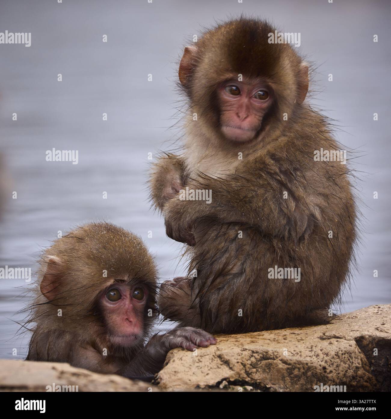 Zwei junge japanische Makaken am Rande einer heißen Quelle im Jigokudani Monkey Park, Japan. Stockfoto