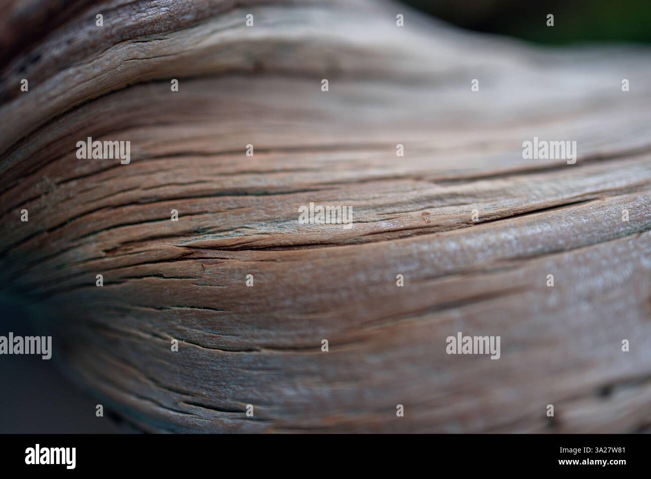 Nahaufnahme eines alten Bonsaistamms, der komplexe Oberflächendetails mit tiefen Rillen und glatten Kurven hervorhebt, die durch die Zeit und sorgfältige Kultivierung geformt wurden Stockfoto