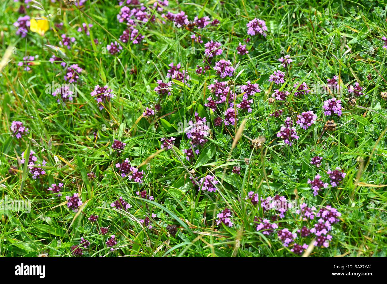 Blassviolette Sommerblumen von wildem Thymian oder Breckland Thymian, Thymus serpyllum wächst im Gras UK Juni Stockfoto