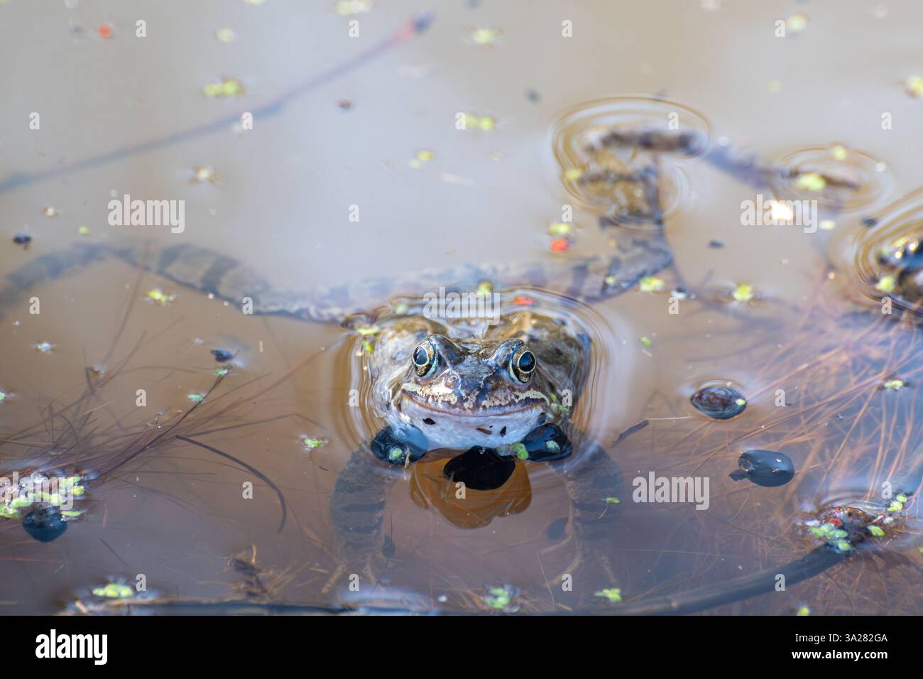 Gemeiner Frosch (Rana temporaria) in einem Wildteich in Hampshire, England, Großbritannien Stockfoto