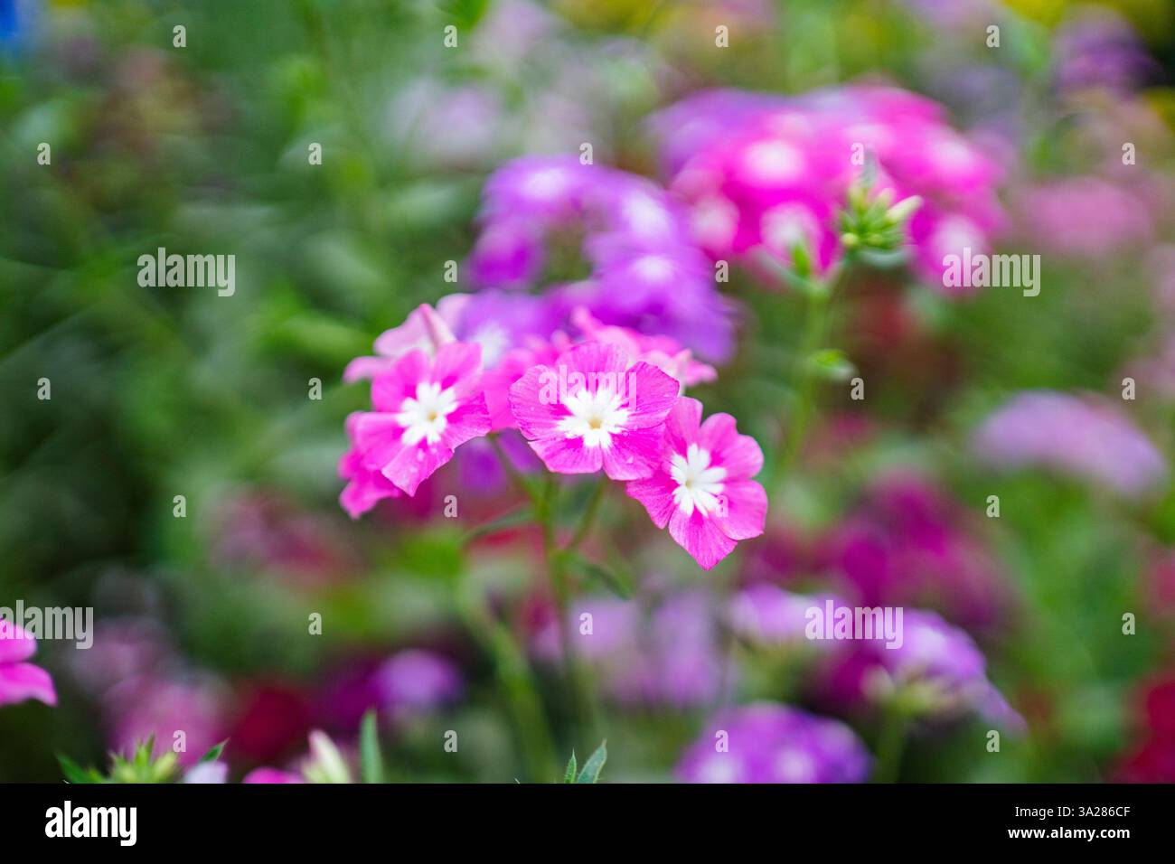 Farbenfrohe tropische Blume blüht im Garten Stockfoto