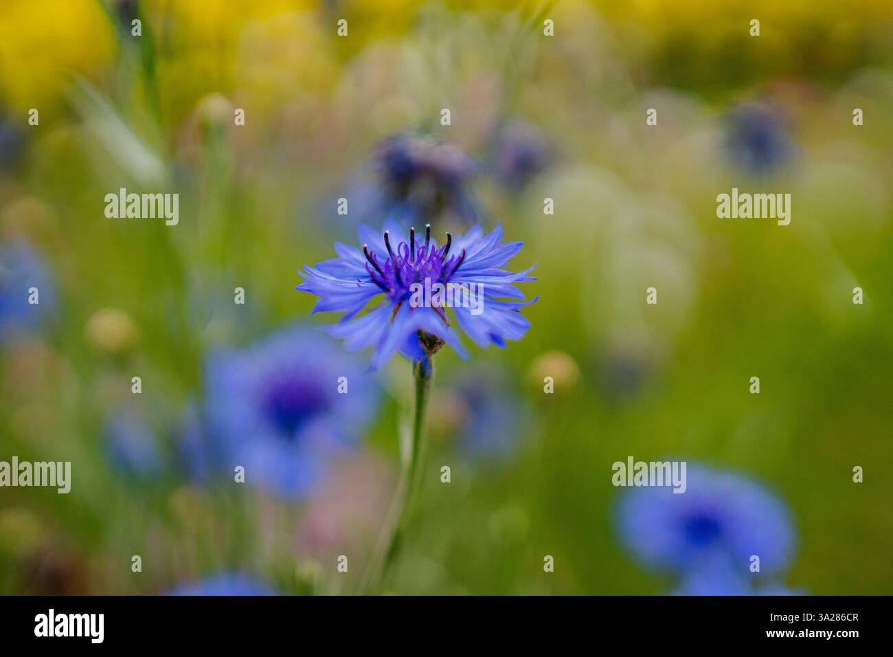 Farbenfrohe tropische Blume blüht im Garten Stockfoto