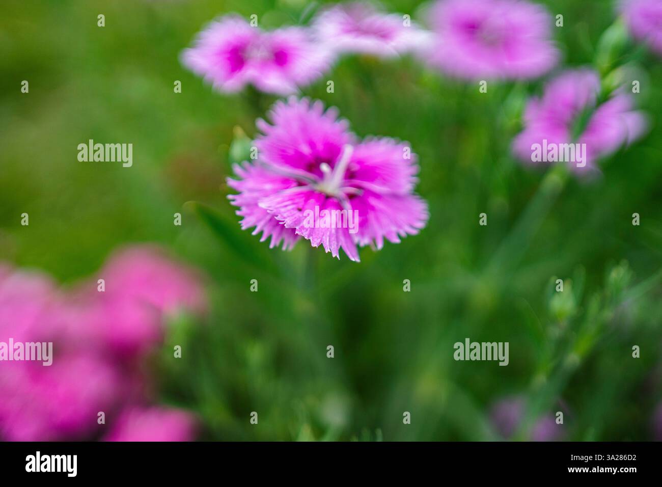 Farbenfrohe tropische Blume blüht im Garten Stockfoto