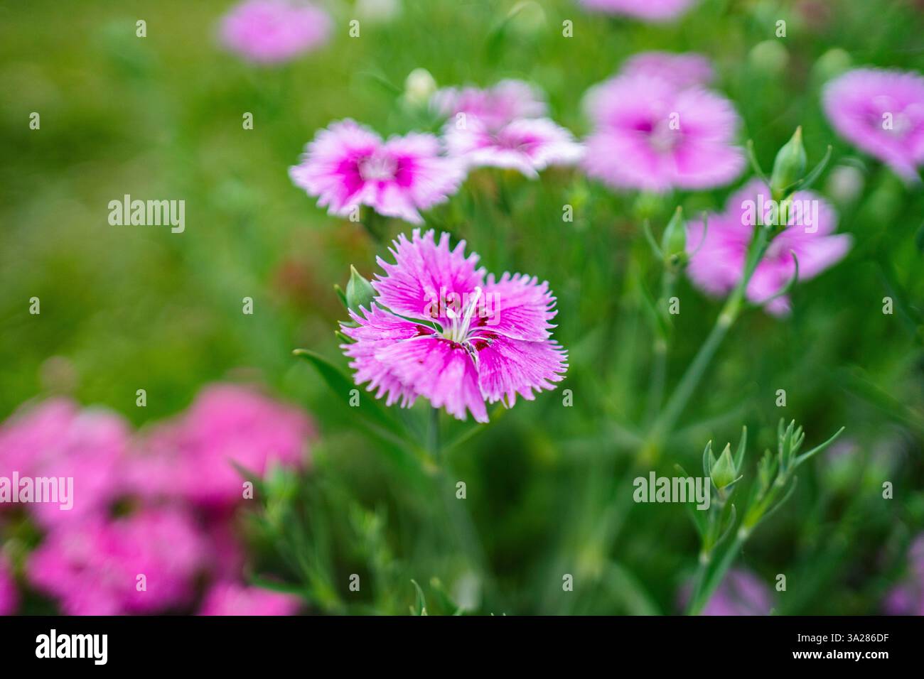 Farbenfrohe tropische Blume blüht im Garten Stockfoto