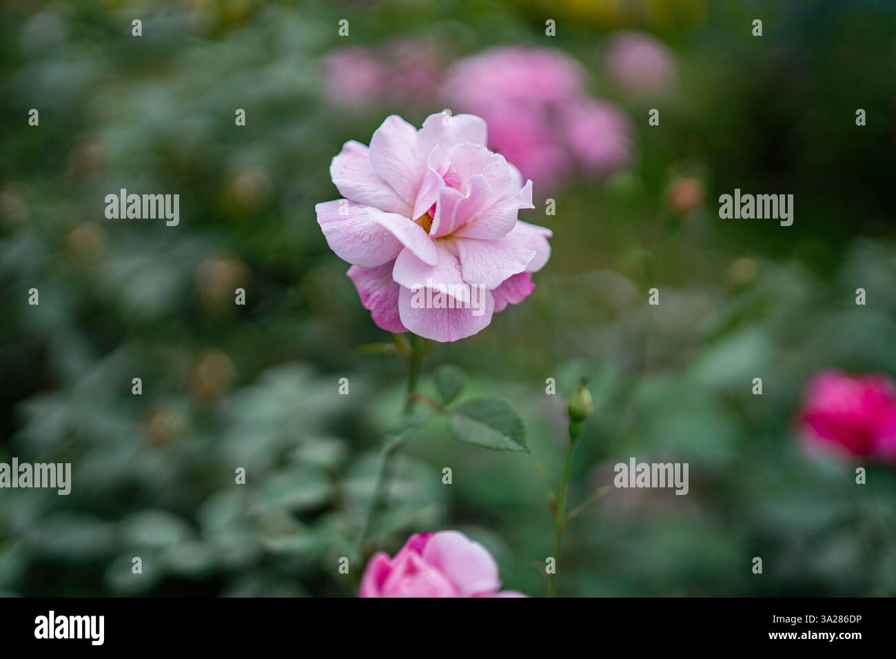 Farbenfrohe tropische Blume blüht im Garten Stockfoto