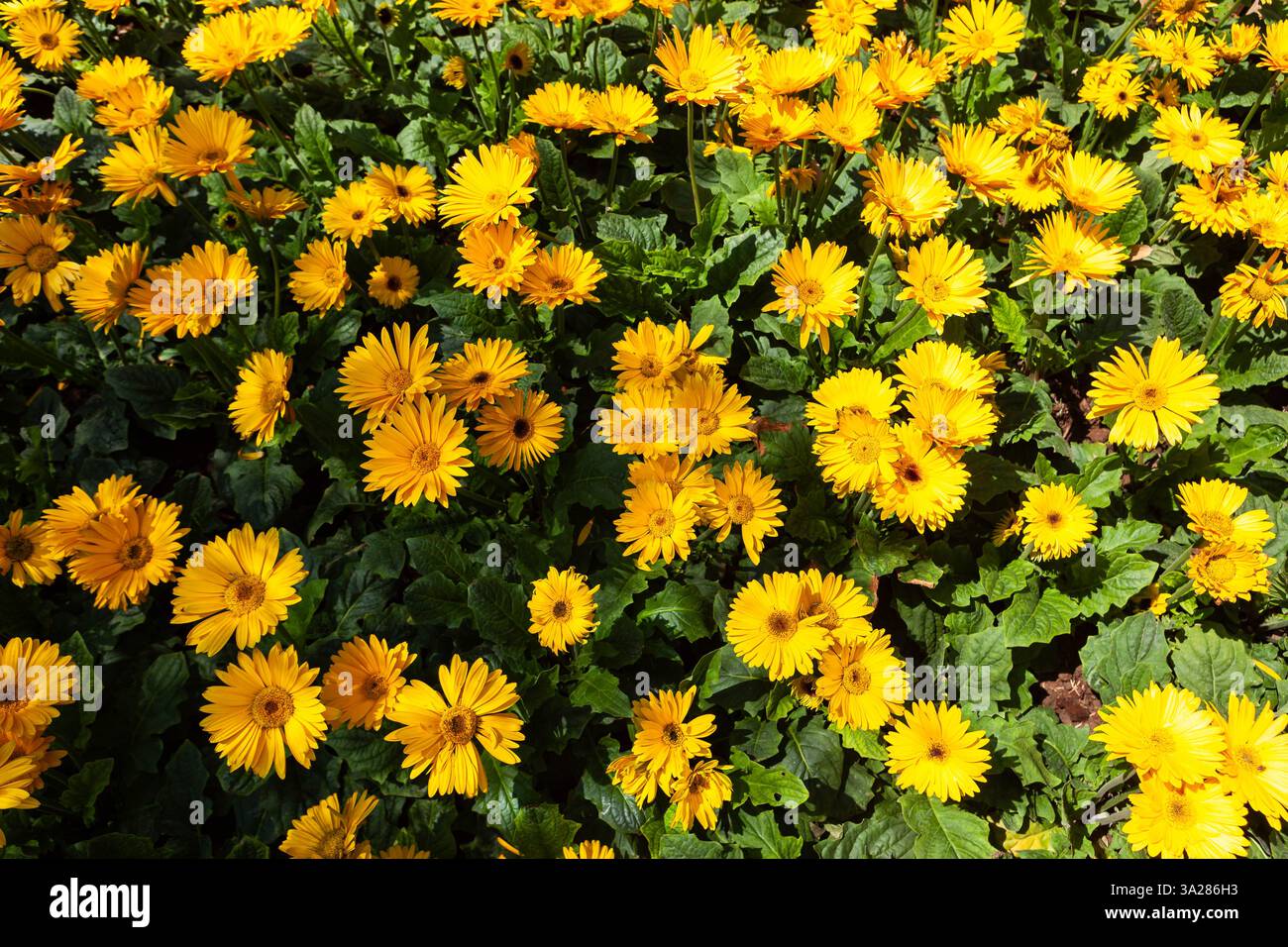 Wunderschöne Gerbera-Blumen. Gelber und grüner floraler Hintergrund. Stockfoto