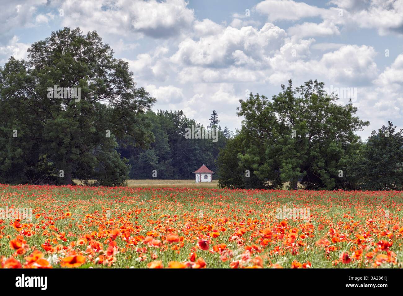 Schweiz, Riehen, Wiesenmatt, Naturschutzgebiet, Fondation Beyeler, Basel, Basel-Stadt, Ballungsraum, Mohnblumen, Mohnfeld, blühender Mohn, Juni, s Stockfoto