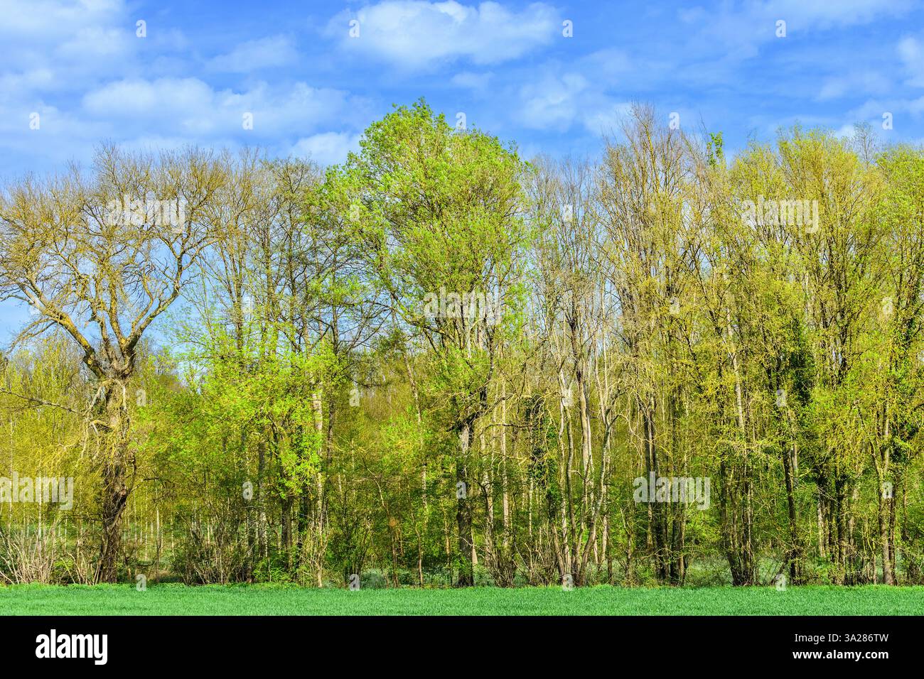 Laubbäume in Mischwäldern mit Laubblättern des ersten Frühlings - Sud-Touraine, Zentralfrankreich. Stockfoto