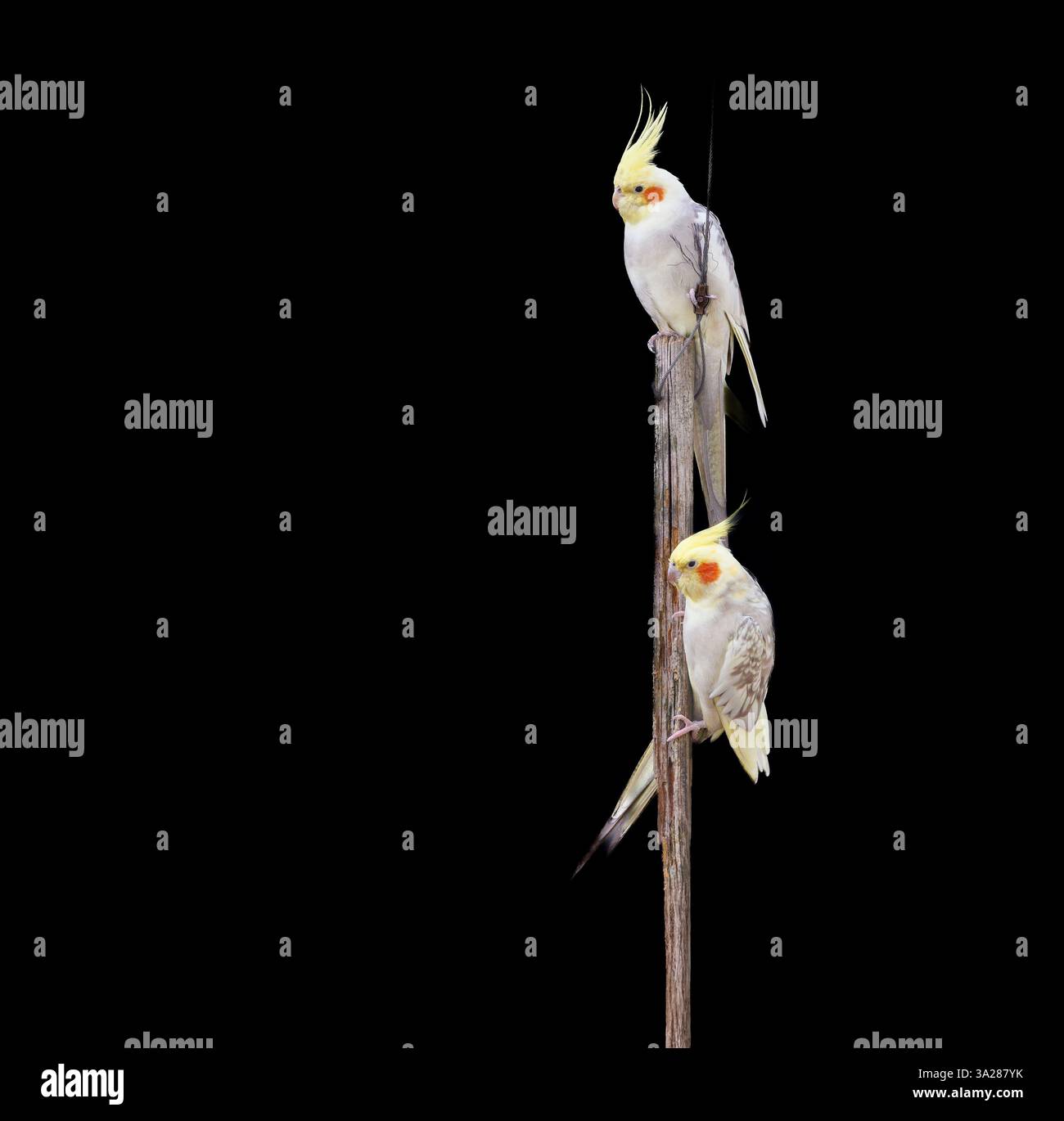 Cocatiels Nymphicus hollandicus Stockfoto