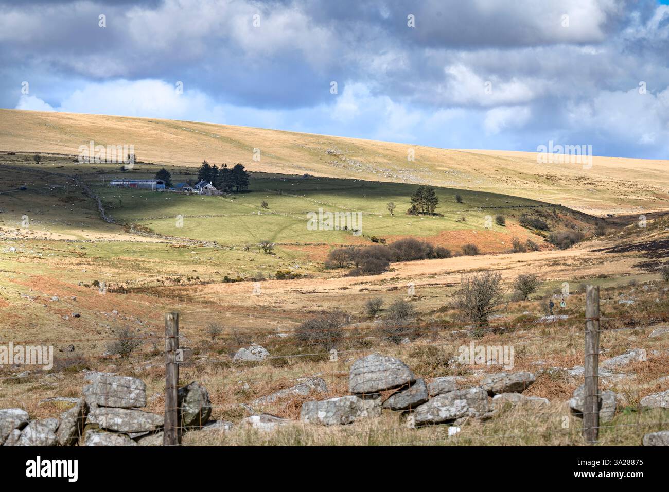 Harte Winterlandwirtschaft auf Dartmoor Stockfoto