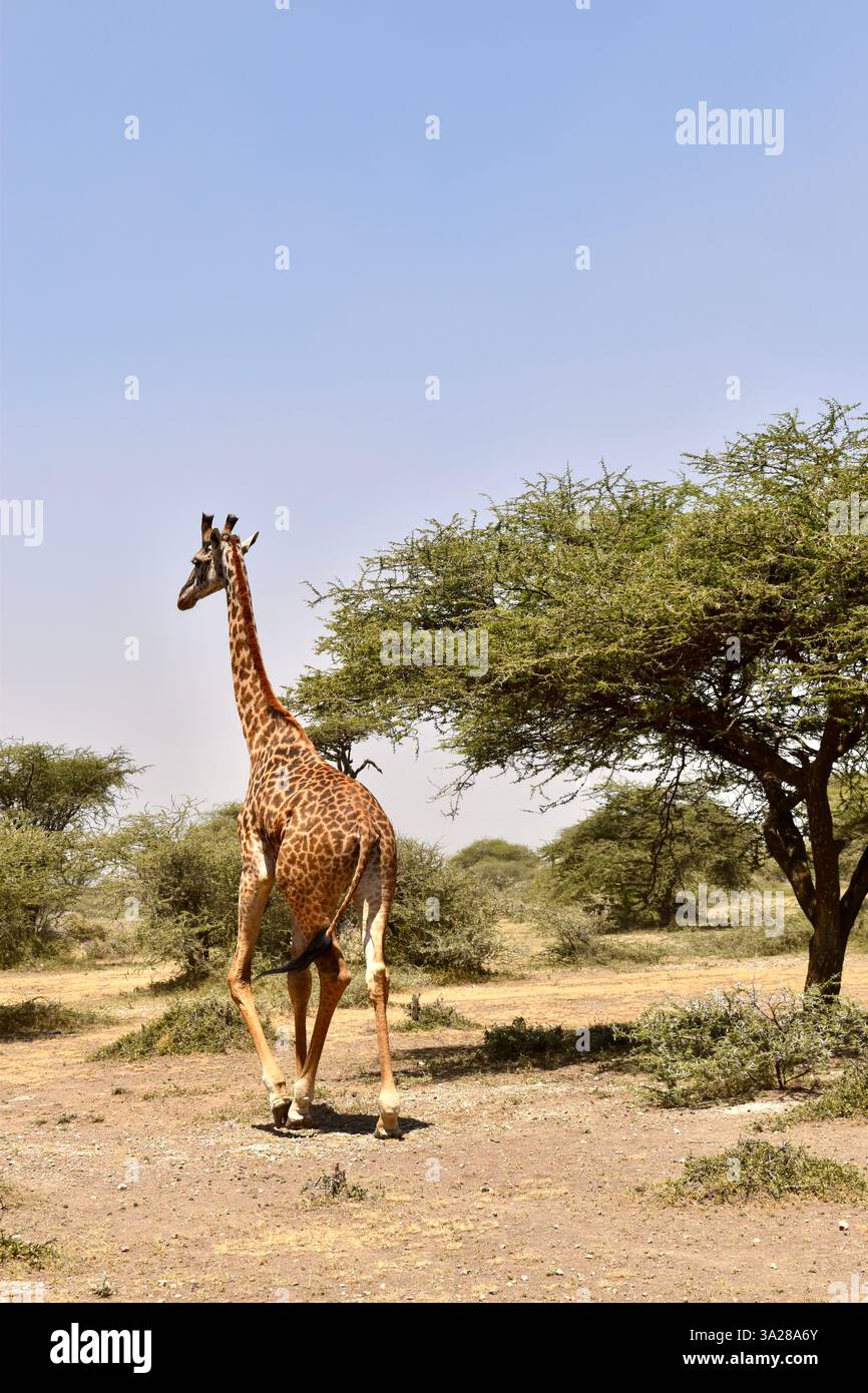 Giraffen und eine Kesha Tree African Safari Stockfoto