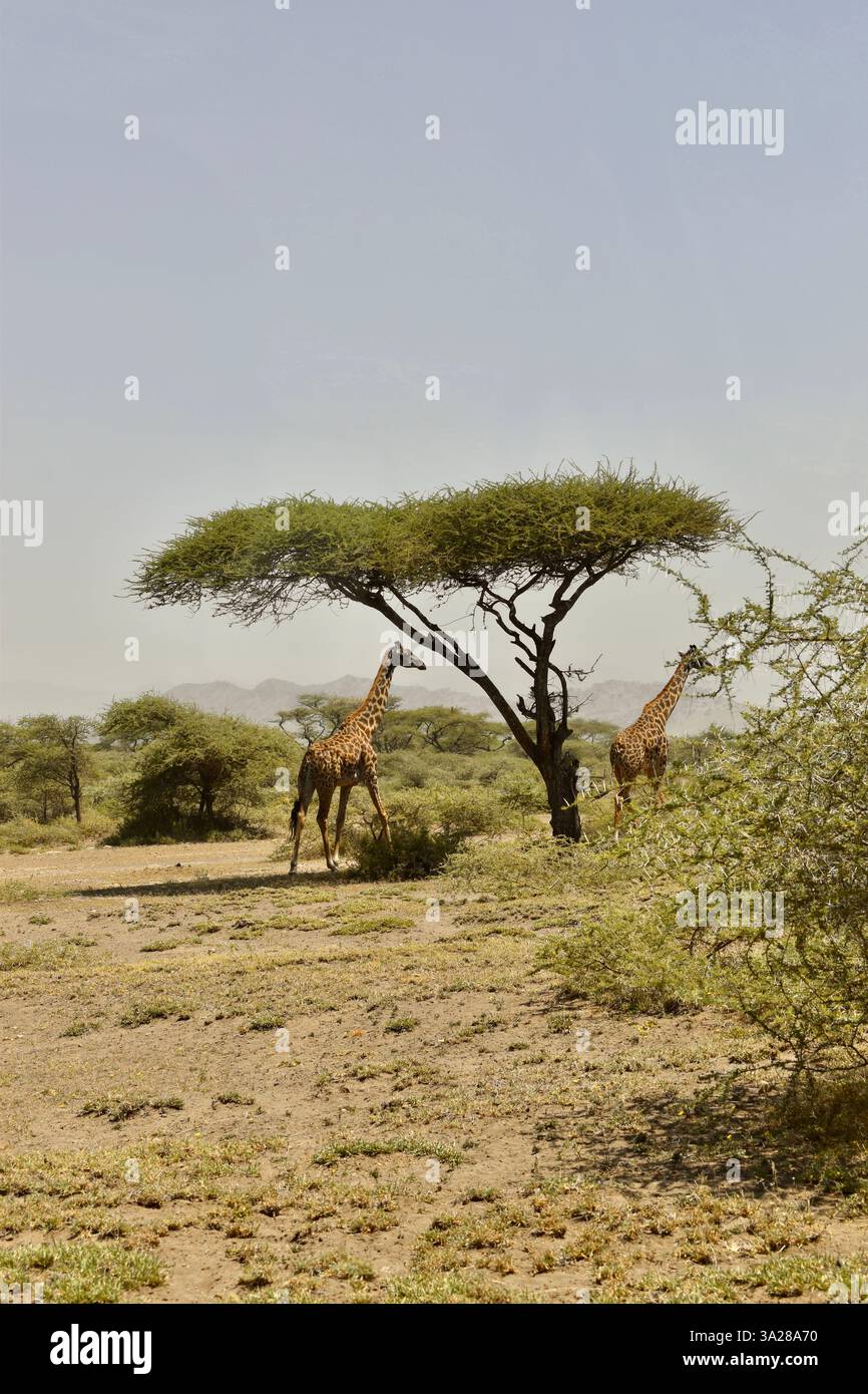 Giraffen und eine Kesha Tree African Safari Stockfoto