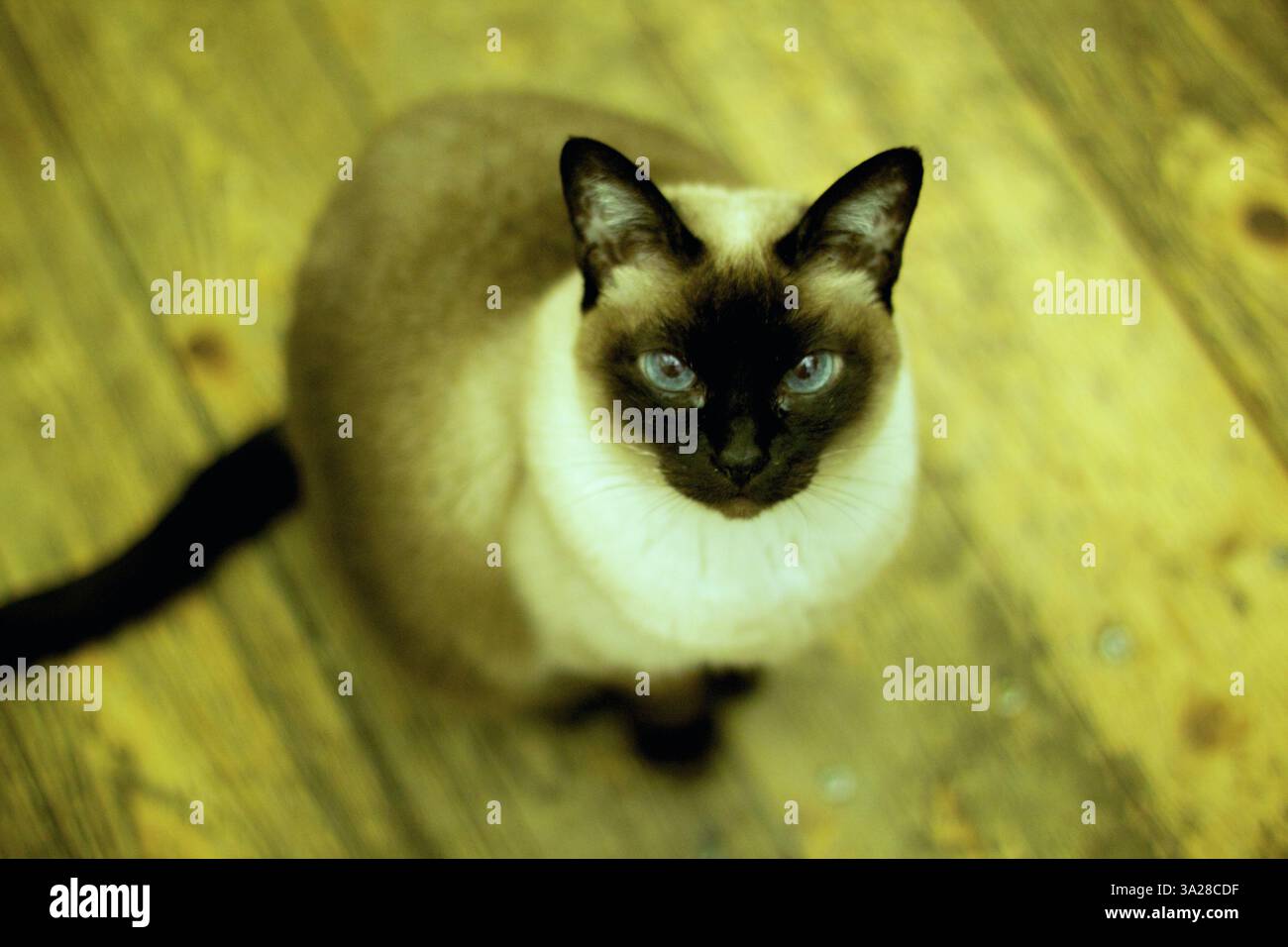 Eine Nahaufnahme einer siamesischen Katze mit markanten blauen Augen, die auf einem Holzboden sitzt. Die Katze hat einen cremefarbenen Körper mit dunkelbraunen Markierungen an den Ohren. Stockfoto