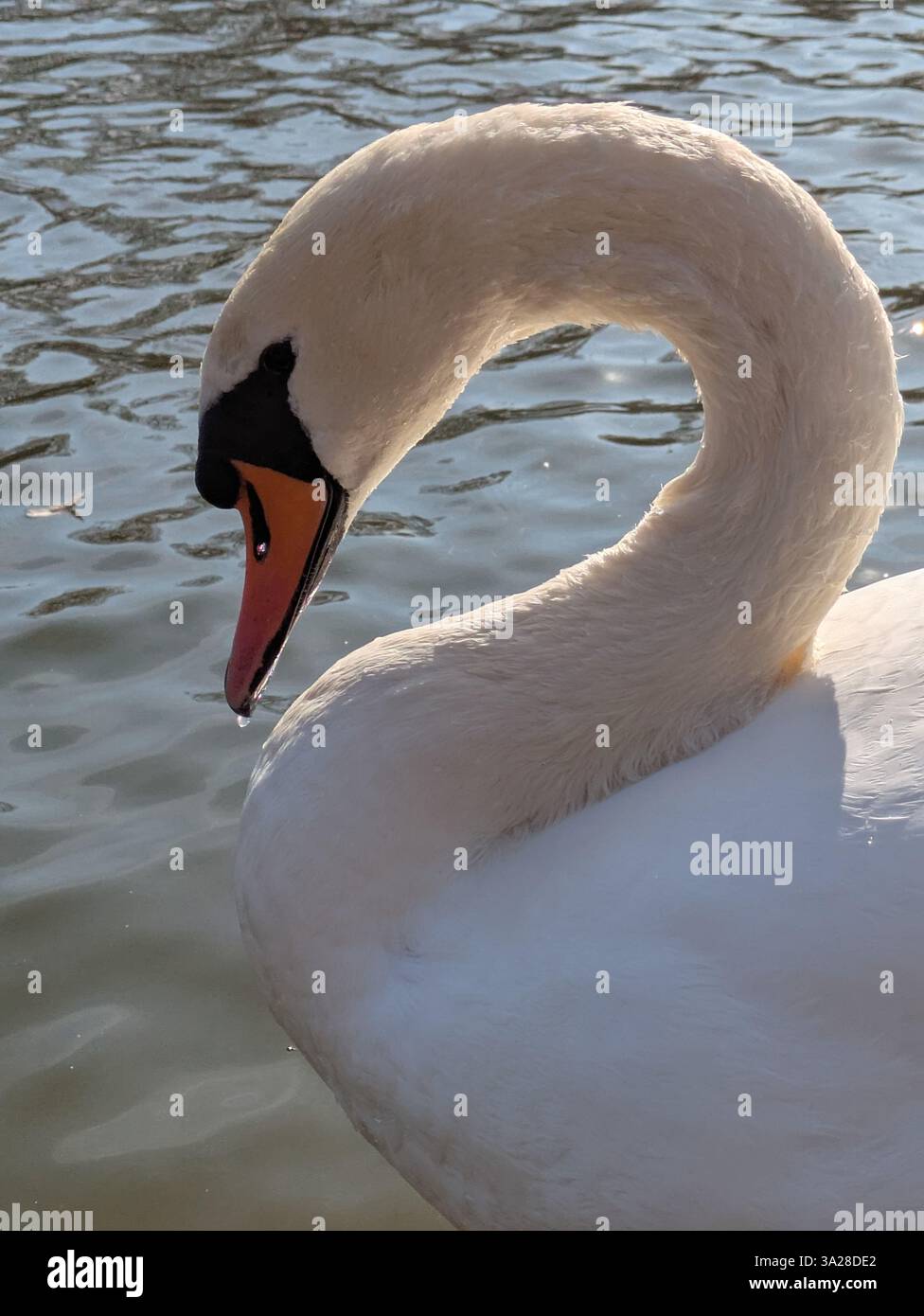 Weißer Schwan mit geschwungenem Hals im St. James Park Stockfoto