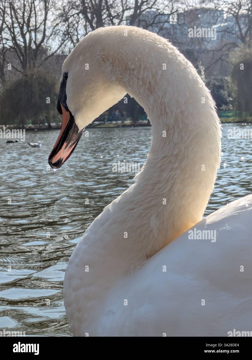 Weißer Schwan mit geschwungenem Hals im St. James Park Stockfoto