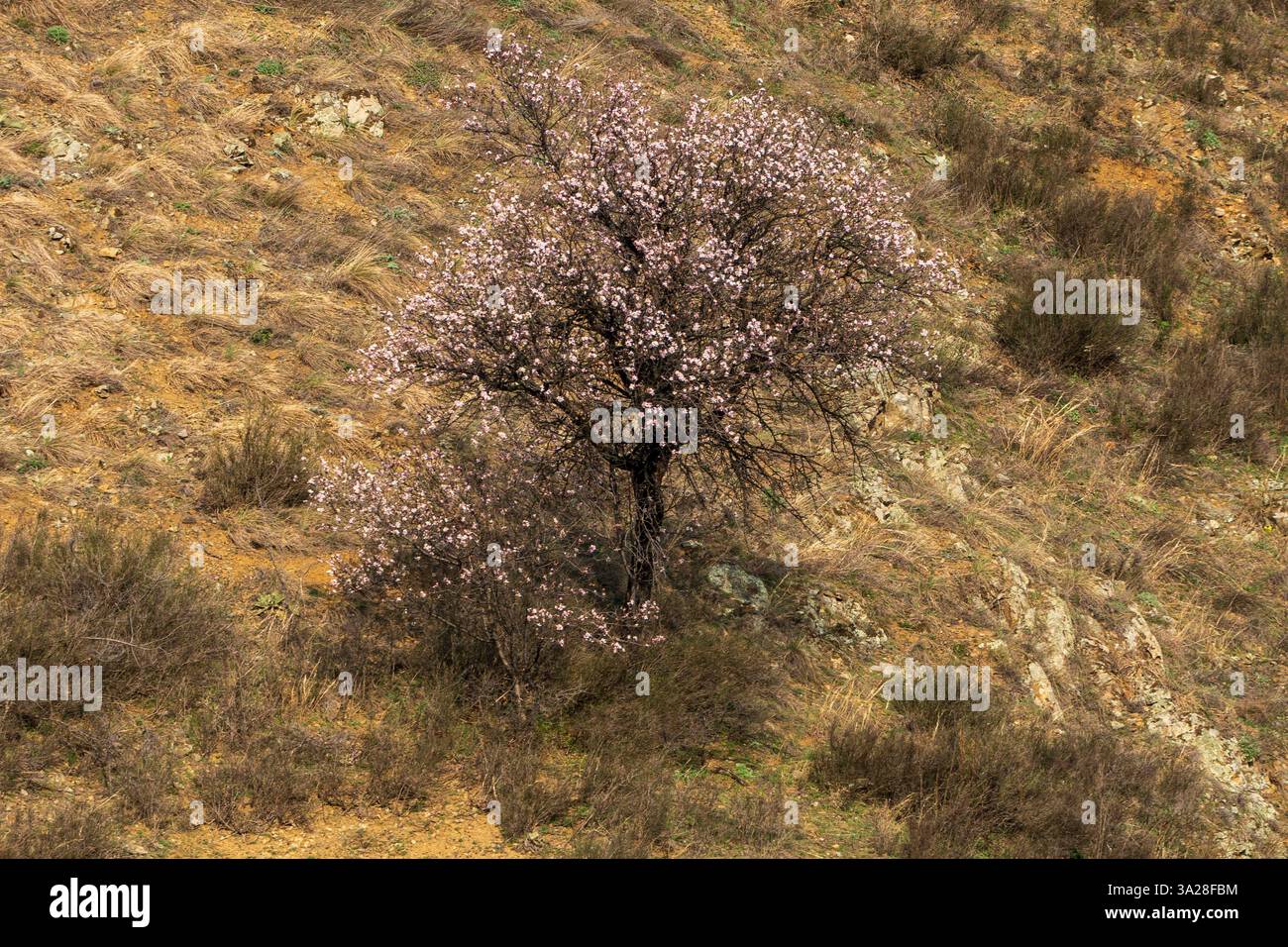 Frühlingserwachen – isolierter Baum mit violetten Blättern Stockfoto