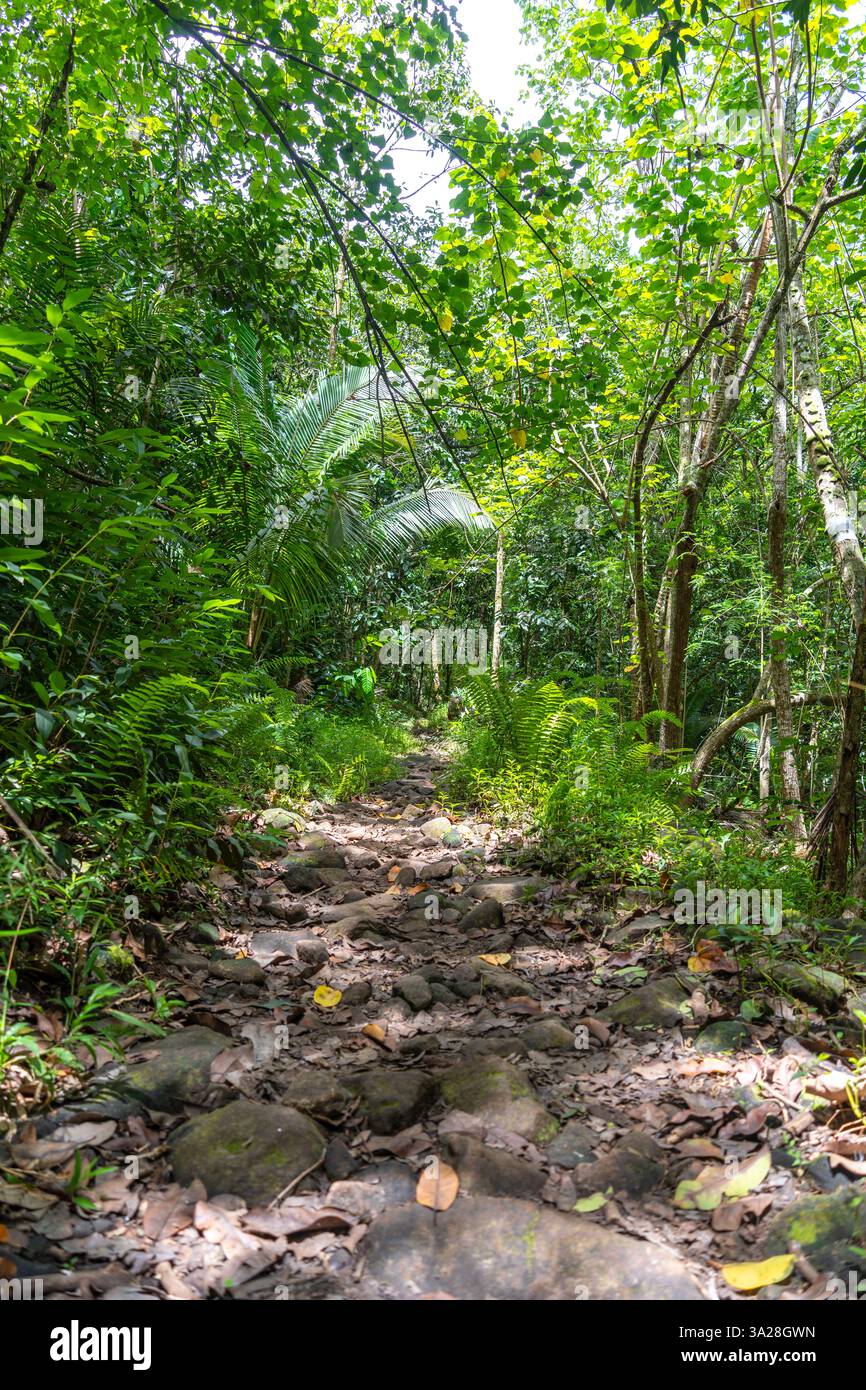 Ein historischer, mit Moos bewachsener Steinpfad führt durch den üppigen Dschungel des Hakaui-Tals, Nuku Hiva, Französisch-Polynesien. Einst eine königliche Route, bietet sie jetzt eine Stockfoto