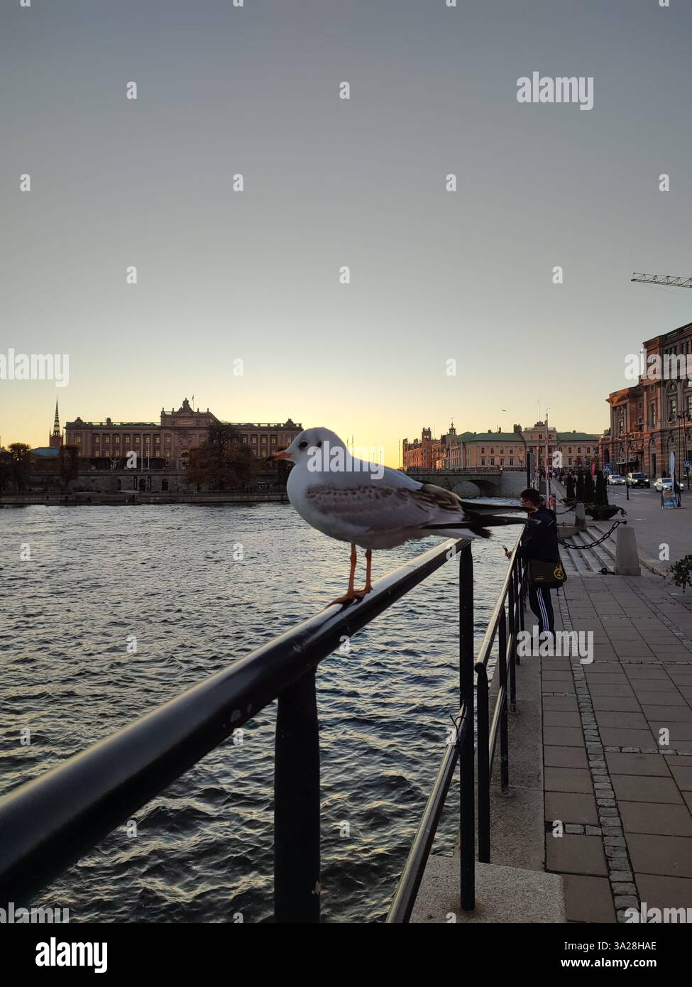Nahaufnahme einer stehenden Möwe auf einem Geländer bei Sonnenuntergang am Wasser mit einem Hintergrund der Altstadt von Stockholm während der Herbstsaison - Smartphone-aufgenommenes Stockfoto